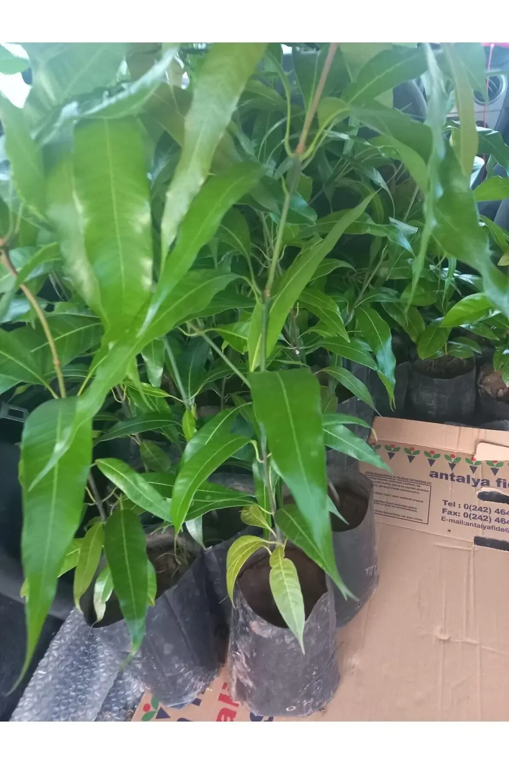 Tüplü Tropikal Egzotik Mango Fidanı 5 Adet