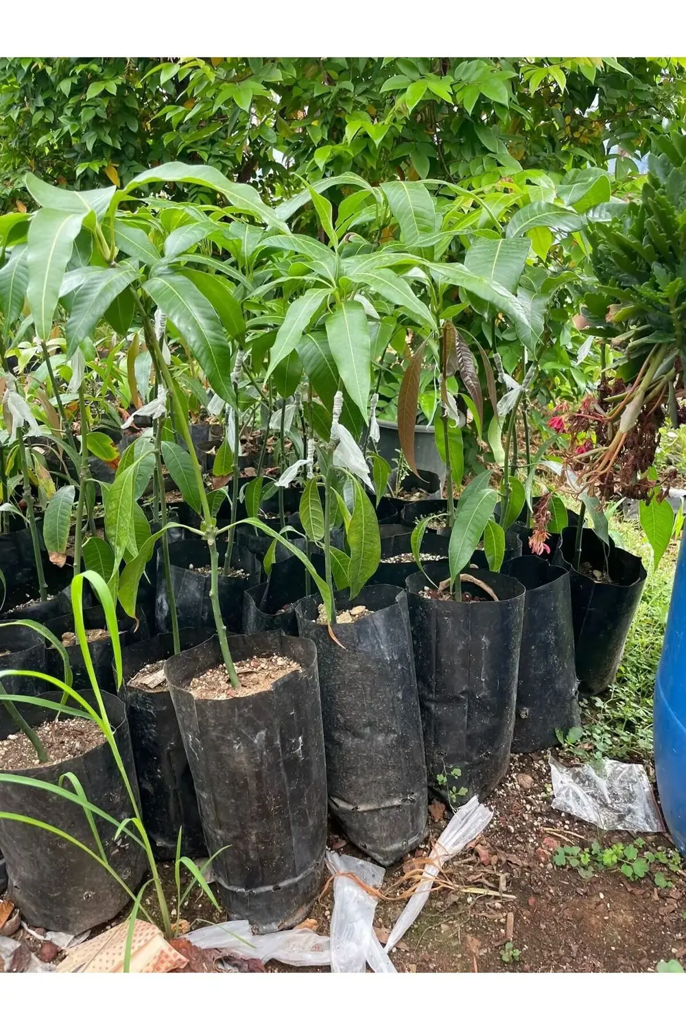 Tüplü Tropikal Egzotik Mango Fidanı