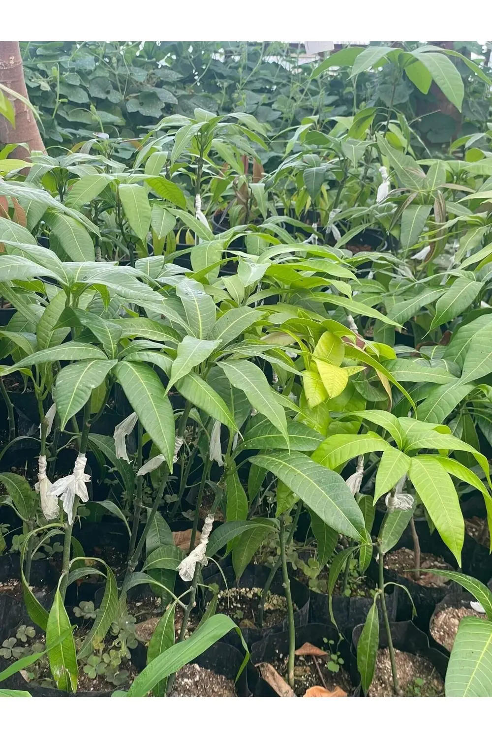 Tüplü Tropikal Egzotik Mango Fidanı