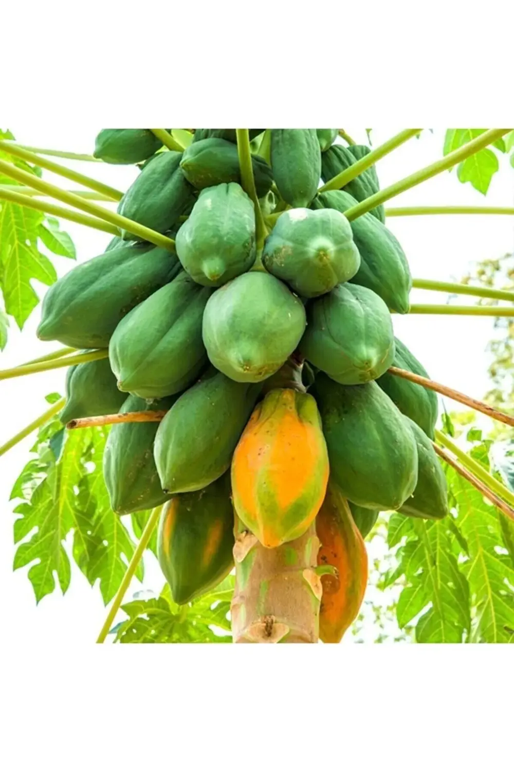 Tüplü Tropikal Papaya Ağaç Kavunu Fidanı 80 120 cm