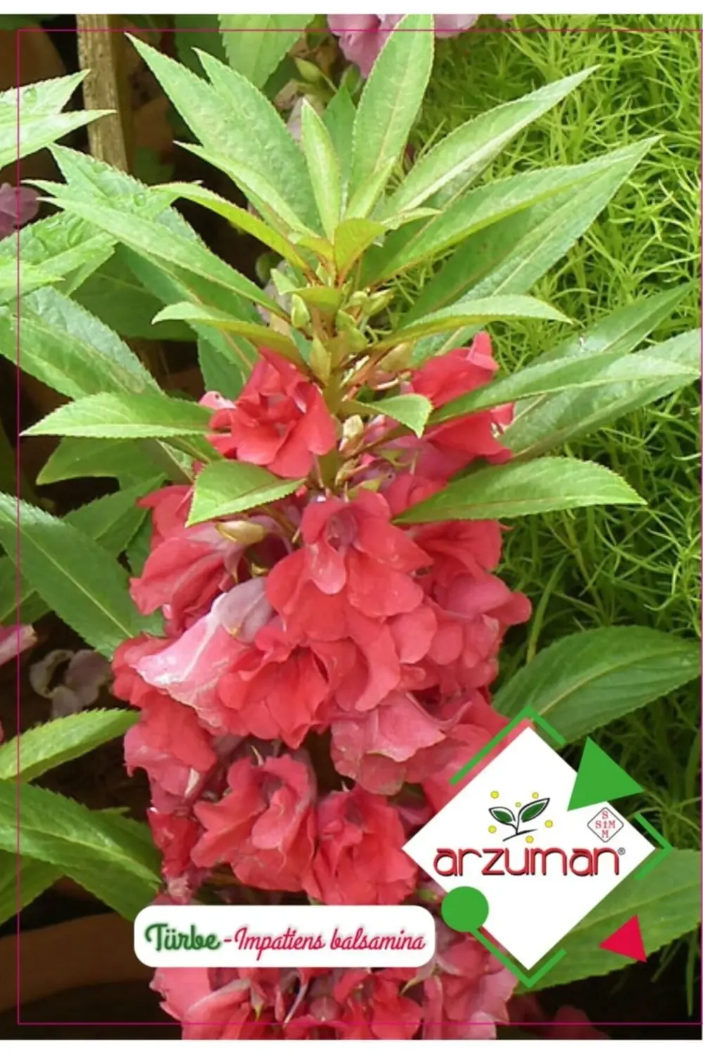 Türbe Çiçeği Çiçek Tohumu