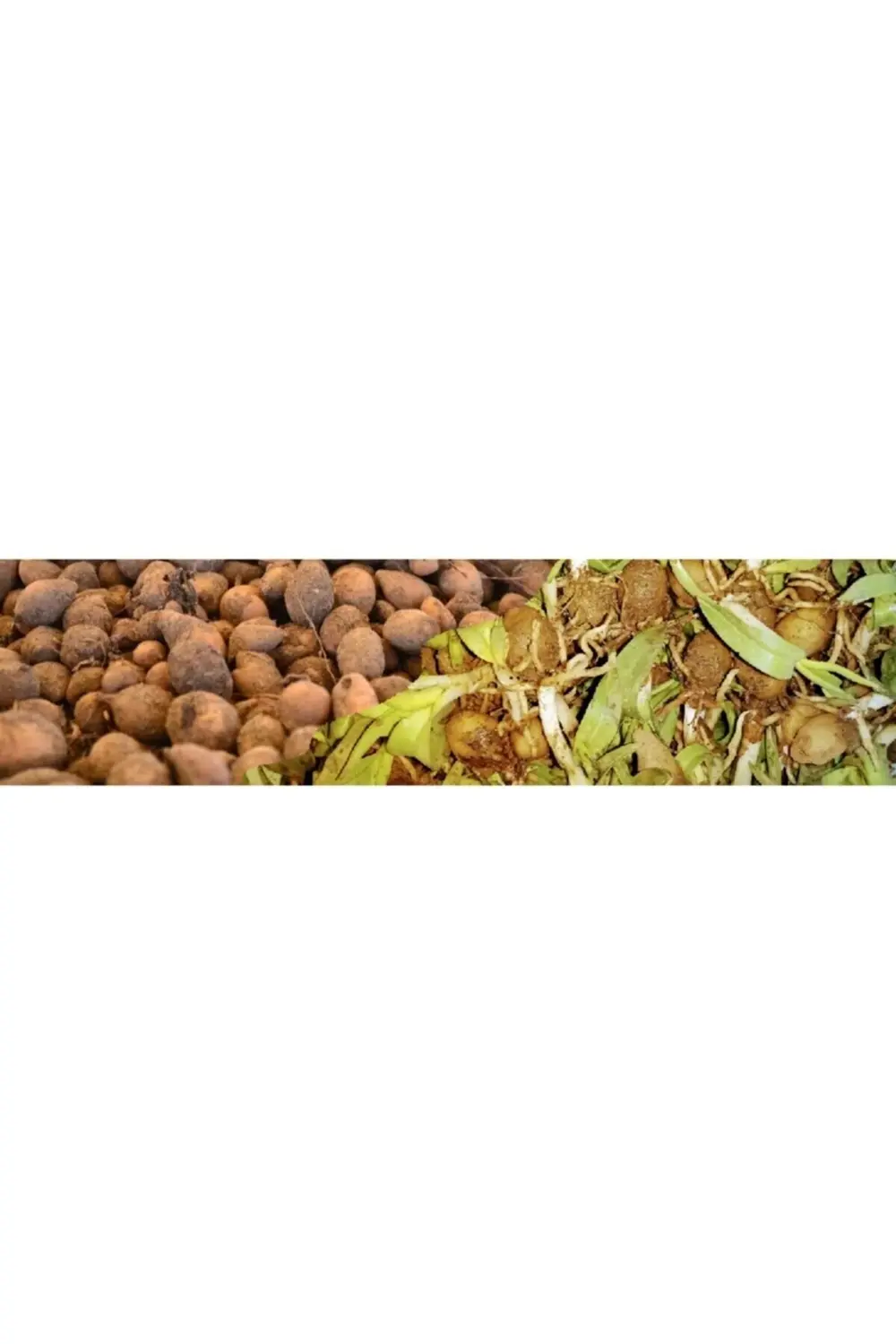 Türkiye'nin Salepcisi - Salep Tohumu 10 Adet