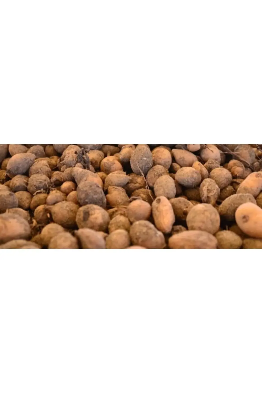 Türkiye'nin Salepcisi - Salep Yumrusu 25 Adet