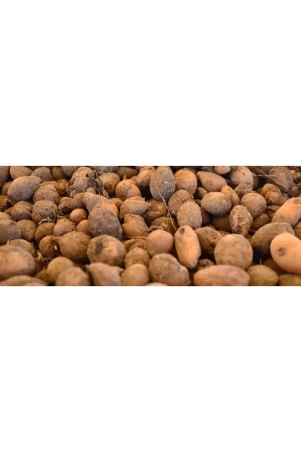 Türkiye'nin Salepcisi - Salep Yumrusu 50 Adet