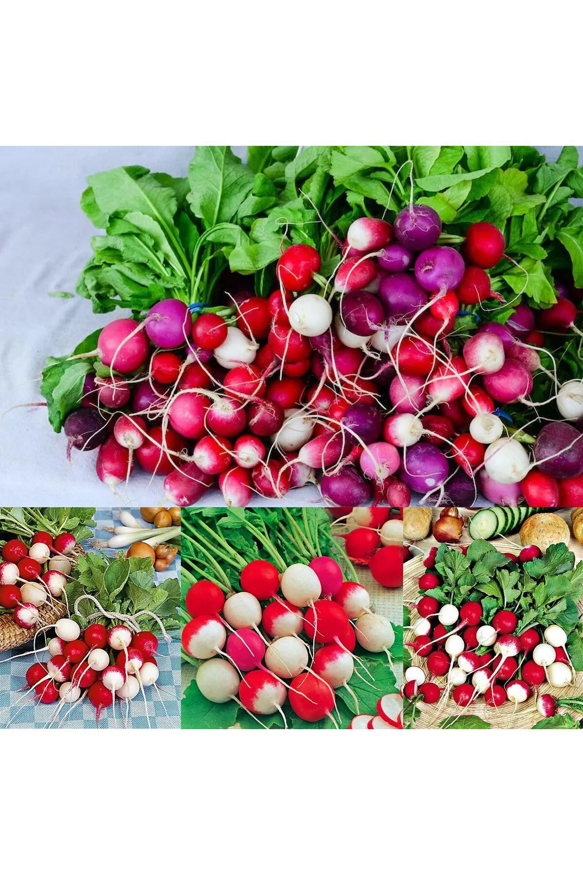 Turp tohumu confetti mix radish Turp tohumu confetti mix radish