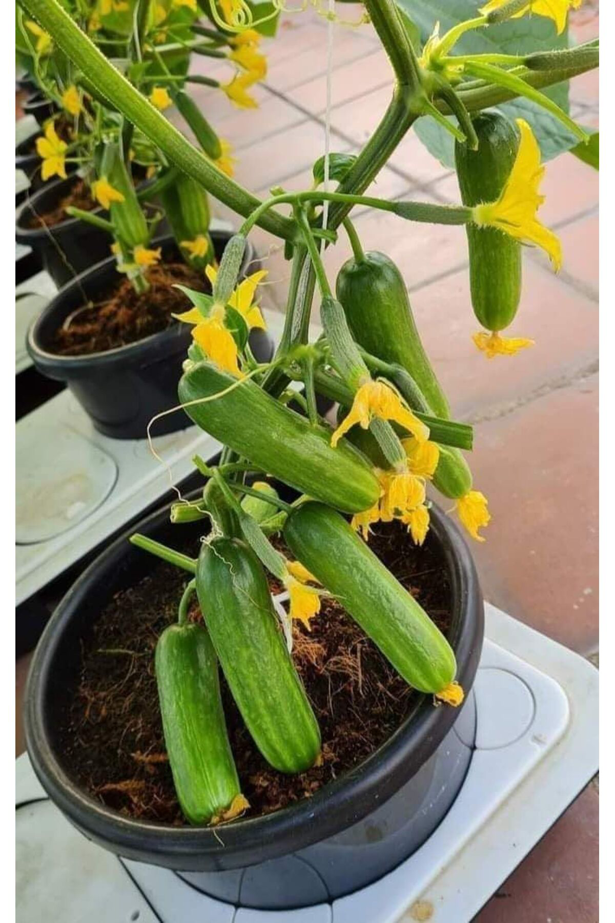 Tarımsal Ve Hayvansal Ürünler Turşuluk Salatalık Tohumu 1000 Adet