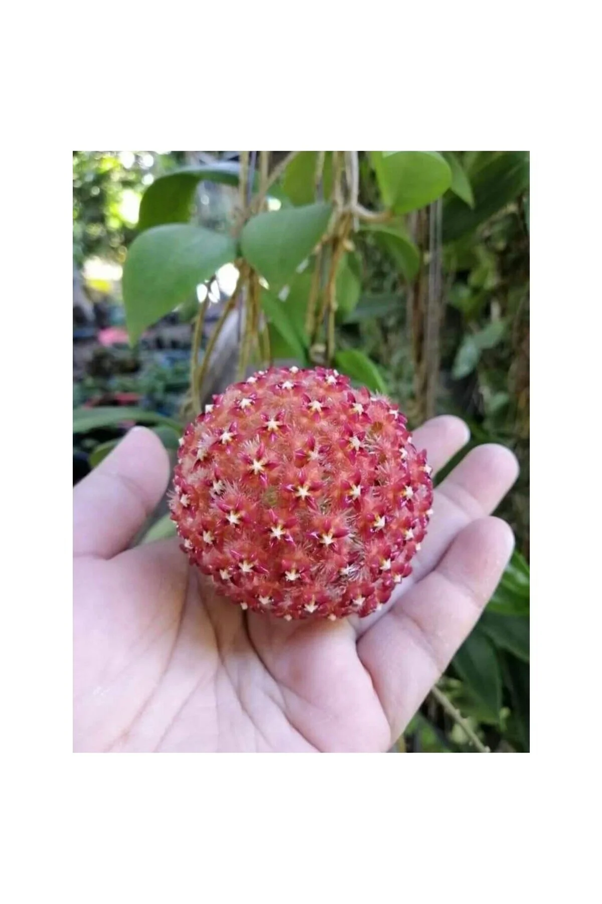 Turuncu Beyaz Mum Çiçeği Fidanı 10-20 cm - Görsel 6