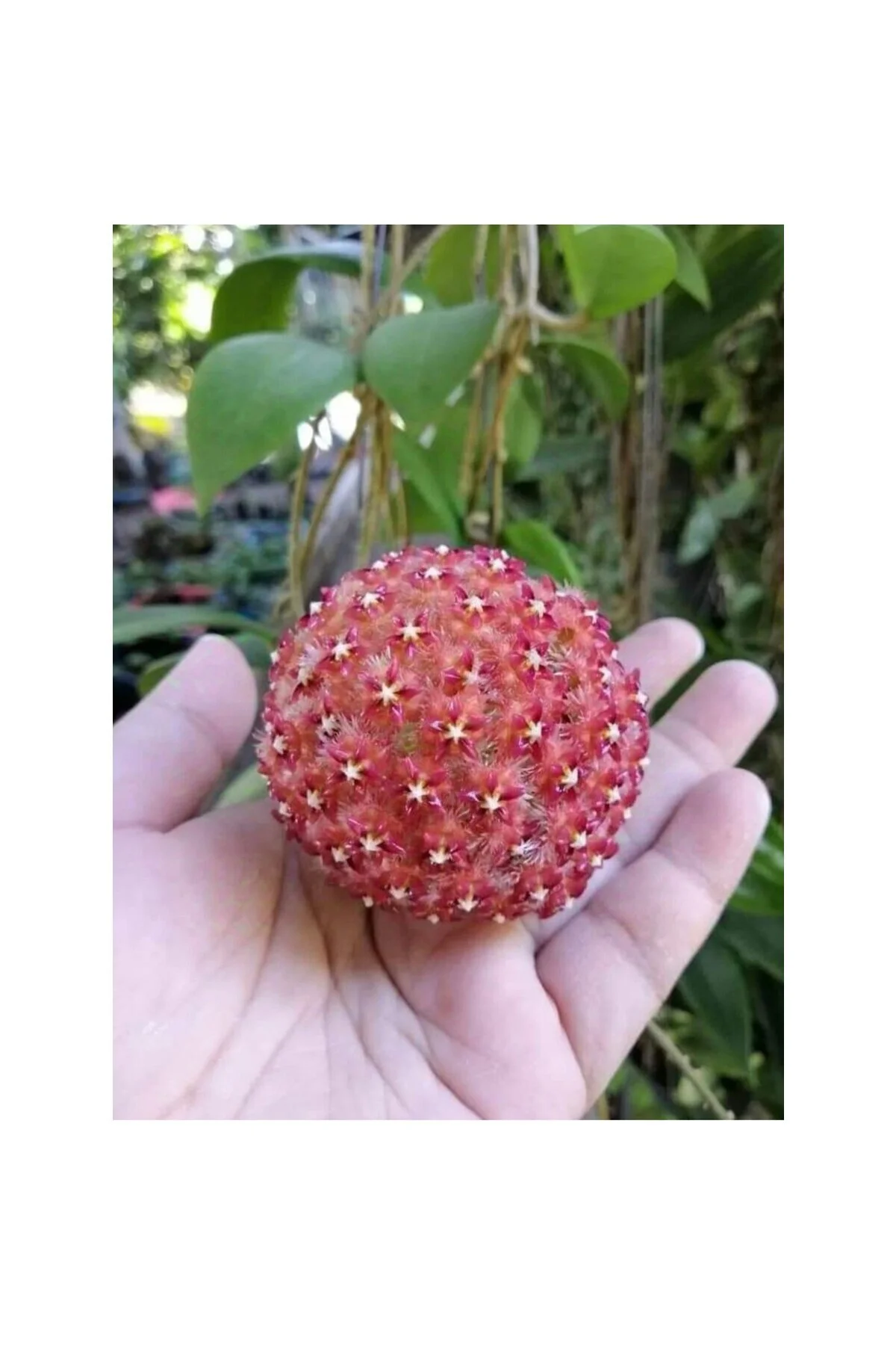 Turuncu Beyaz Mum Çiçeği Fidanı 10-20 cm