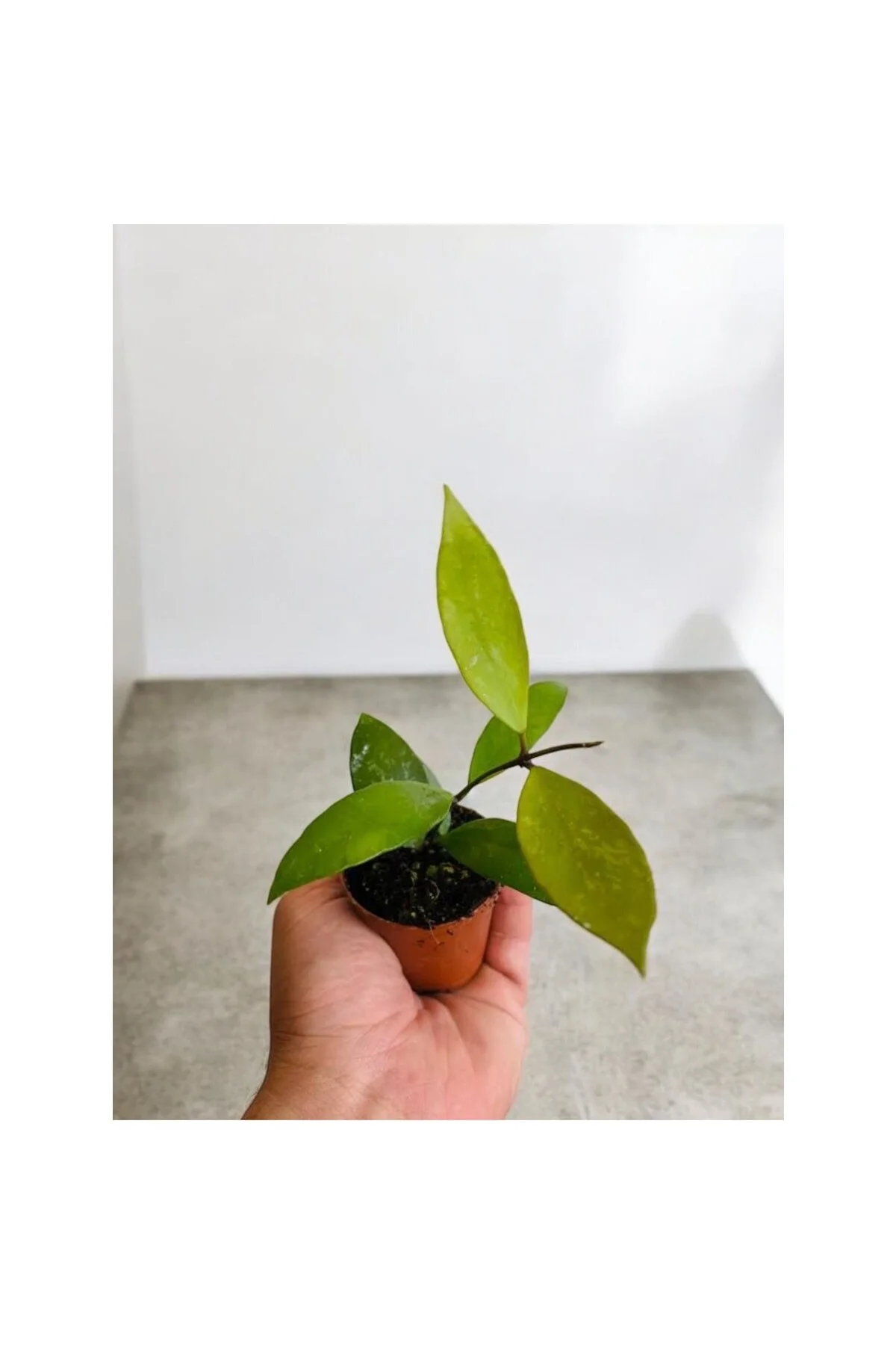 Turuncu Beyaz Mum Çiçeği Fidanı 10-20 cm