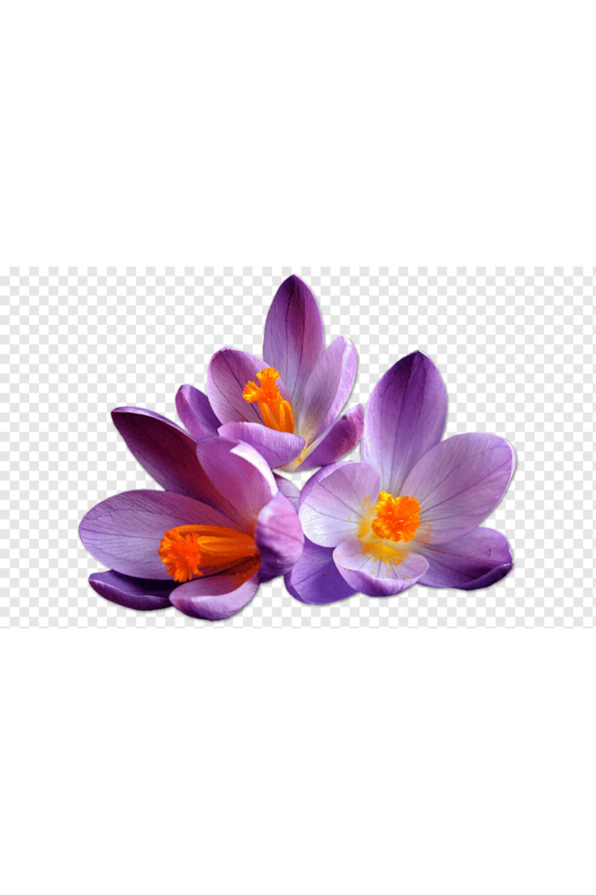 Turuncu Göbekli Mor Safran Çiçeği Soğanı 5 Adet