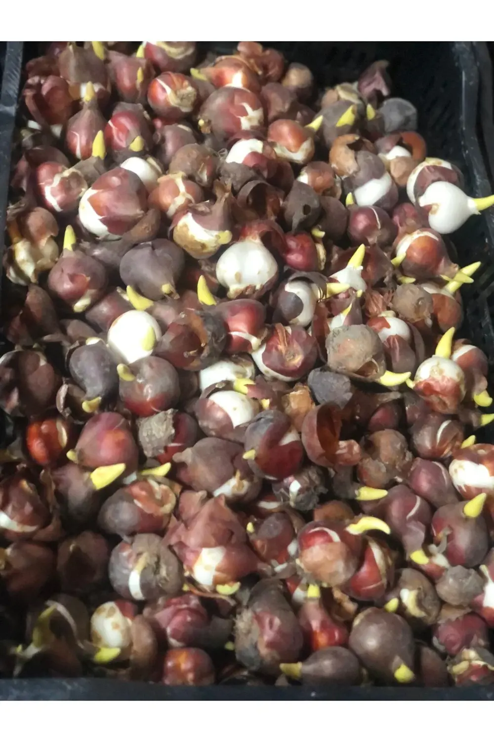 Turuncu Lale Soğanı 10 Adet Turuncu Lale Soğanı 10 Adet