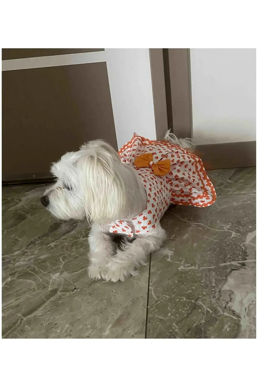 Turuncu Yaprak Desenli Papyonlu Beyaz Kedi Köpek Kıyafeti Elbises