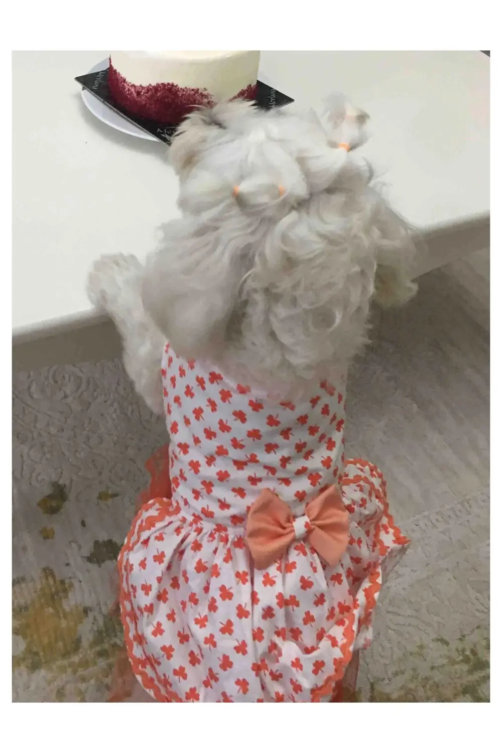 Turuncu Yaprak Desenli Papyonlu Beyaz Kedi Köpek Kıyafeti Elbises