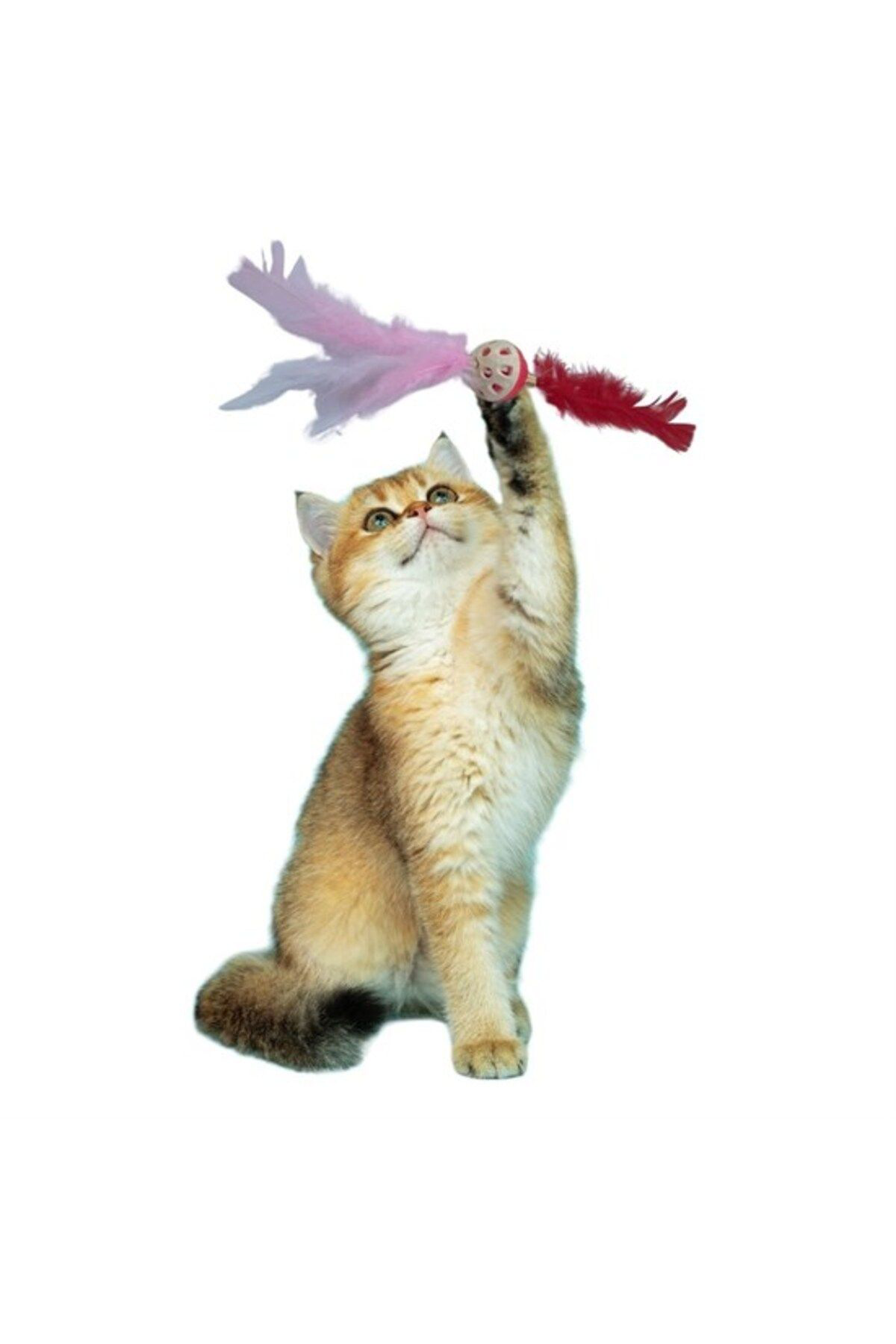 Ok Aksesuar Tüylü Püsküllü Kedi Oyuncağı Dikkat Çekici Renkli Sevimli Evcil H Ok Aksesuar Tüylü Püsküllü Kedi Oyuncağı Dikkat Çekici Renkli Sevimli Evcil H