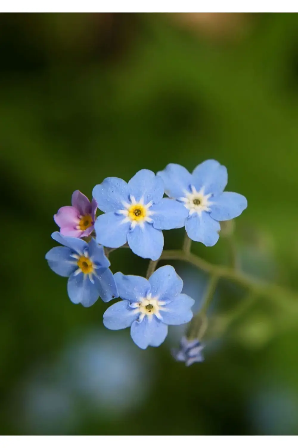 Unutma Beni Kolonyası 400 ml-pet şişe