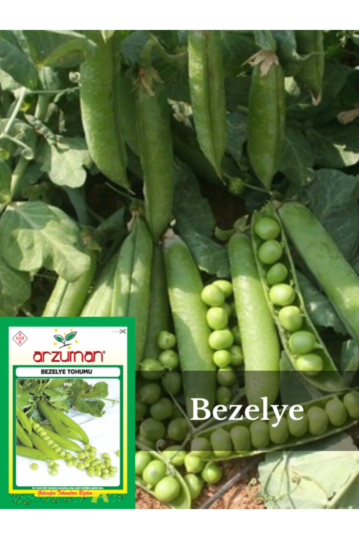 Utrillo Iri Tane Bezelye Tohumu 50 Gr Utrillo Iri Tane Bezelye Tohumu 50 Gr