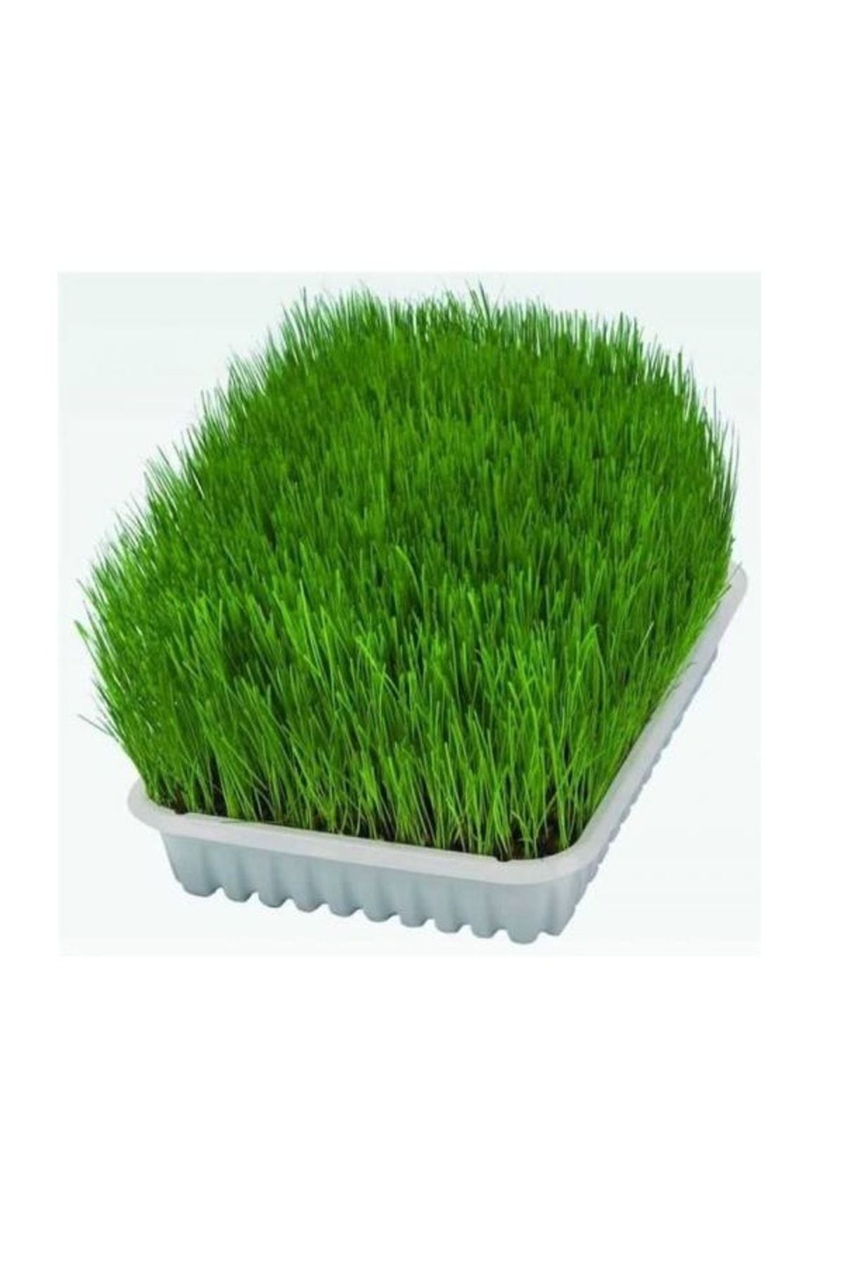 Uzun Ömürlü Lezzetli Kedi Çimi Tohumu ( Ortalama 10.000 Adet Tohu