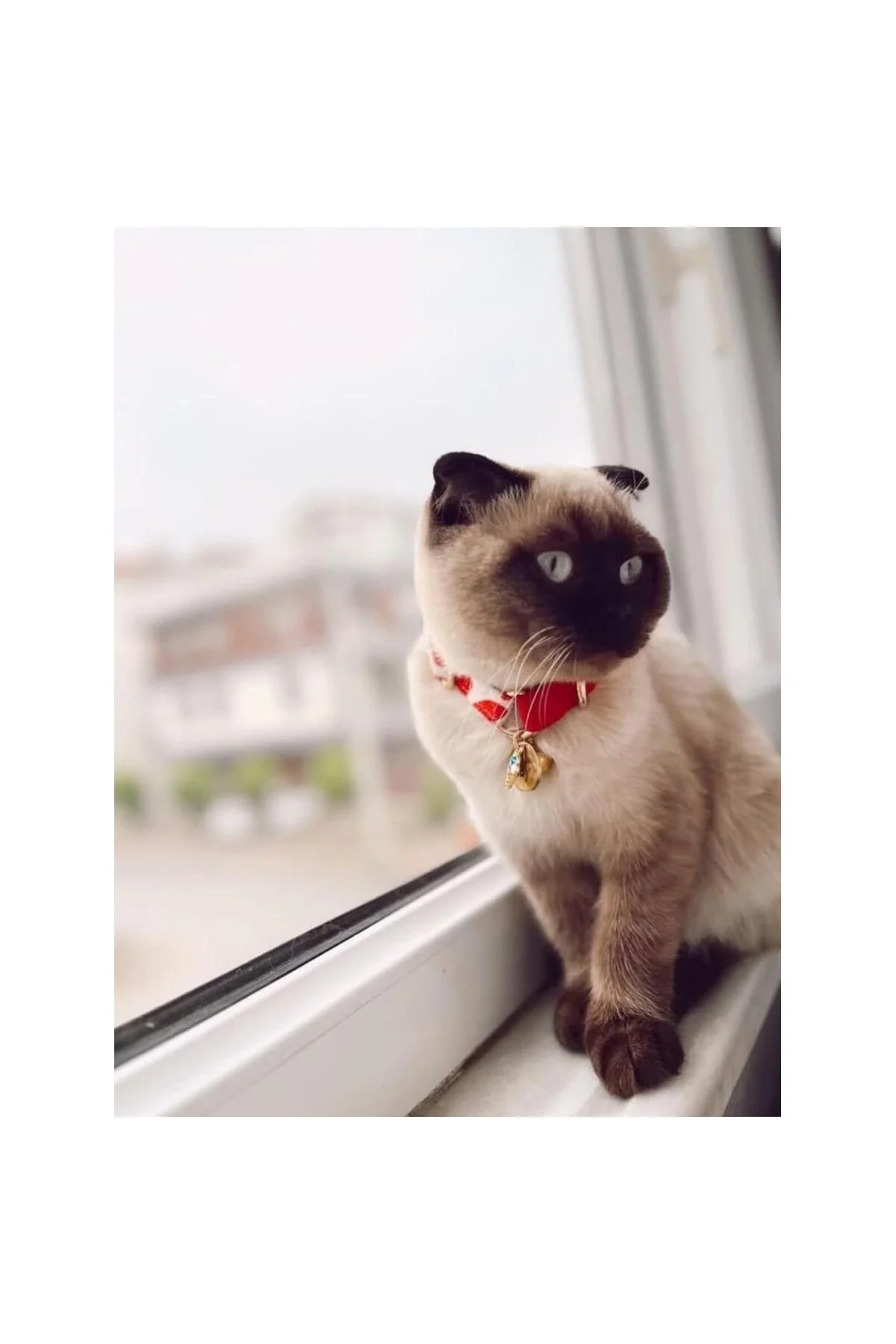 Valentine Kedi Boyun Tasması Standart Kırmızı ve Kalpli Desen