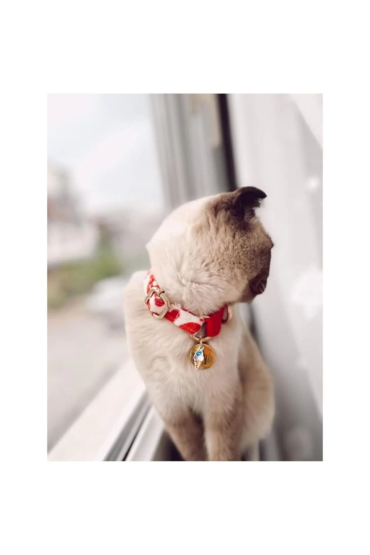 Valentine Kedi Boyun Tasması Standart Kırmızı ve Kalpli Desen