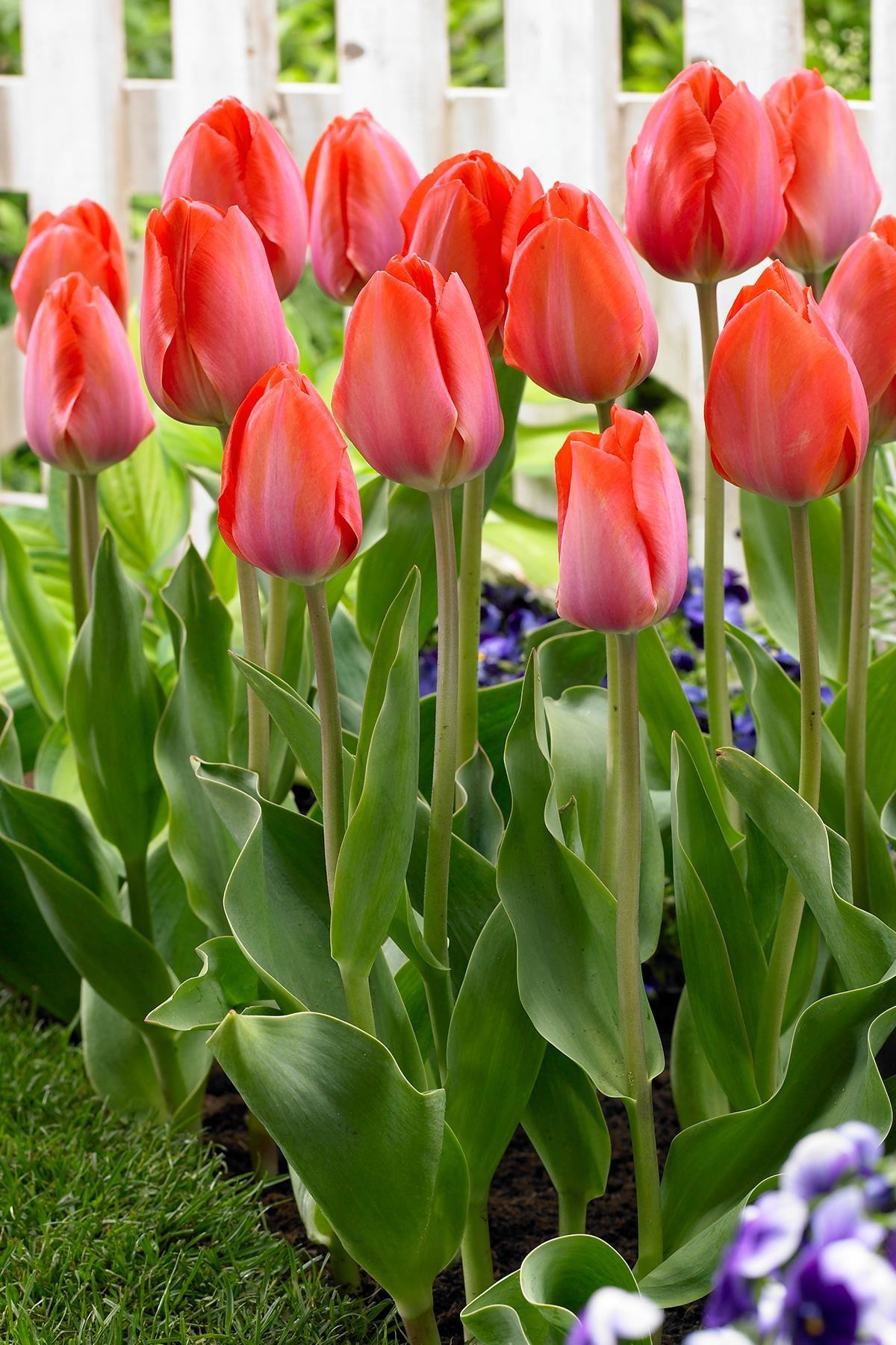 Van Eijk Lale Soğanı