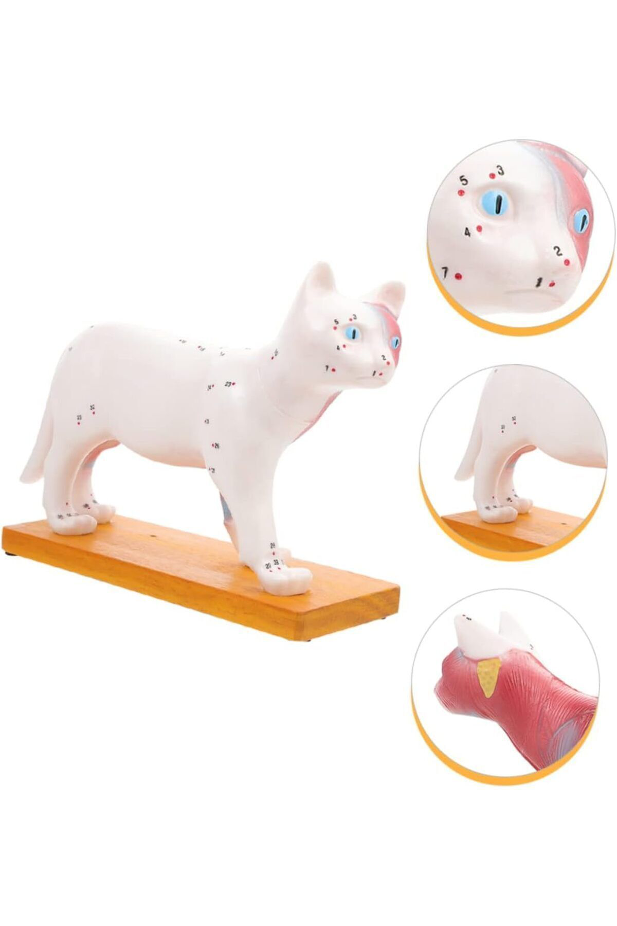 Veteriner Eğitim Kedi Anatomik Model