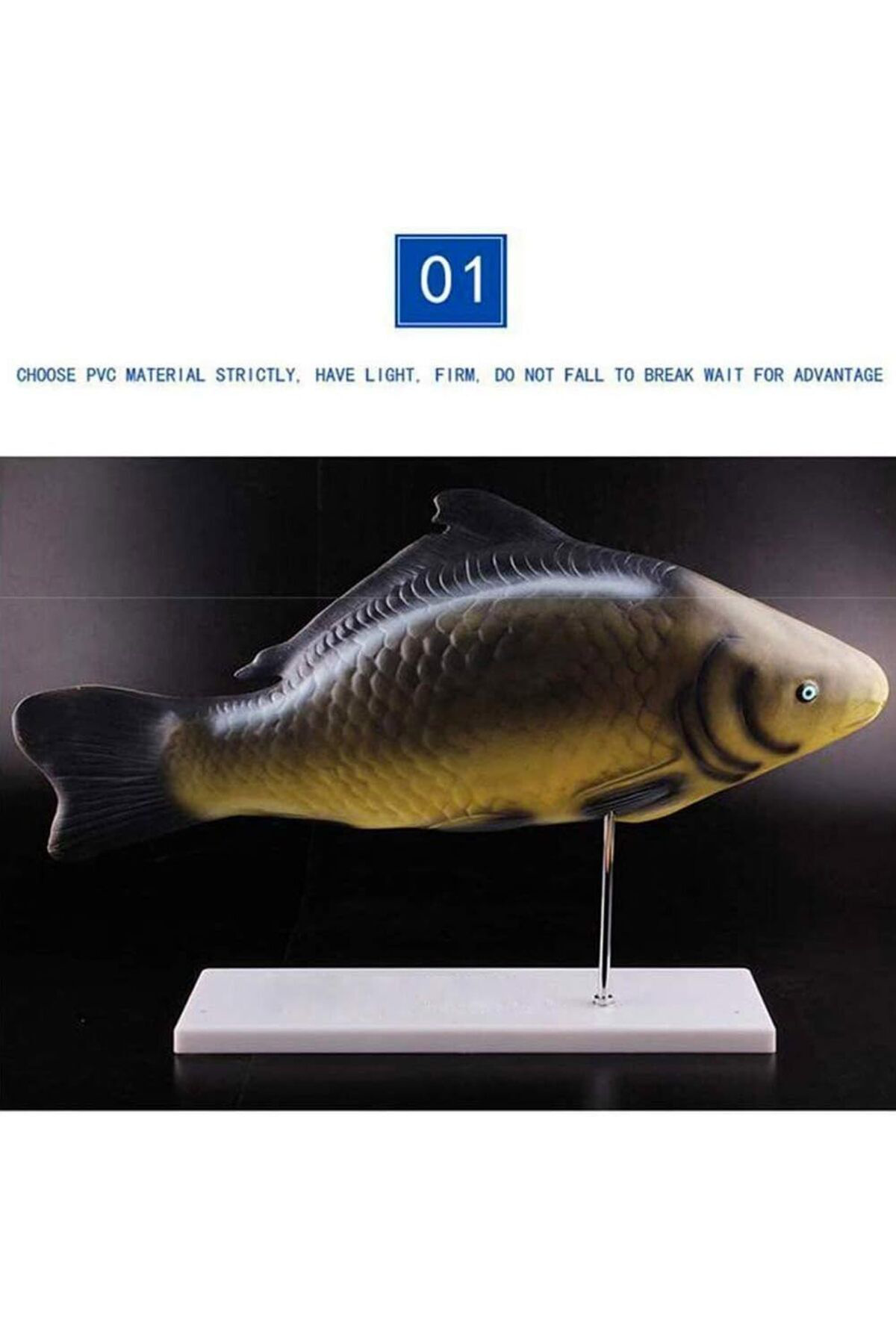 Veteriner Eğitim Balık Anatomik Model