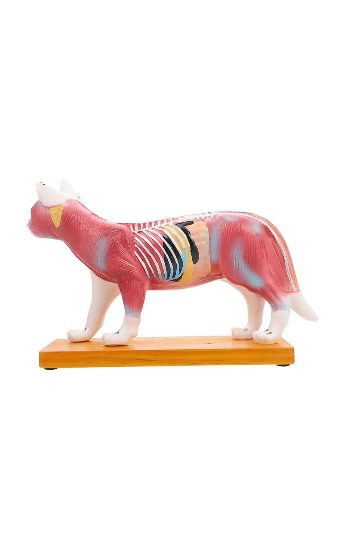 Veteriner Eğitim Kedi Anatomik Model