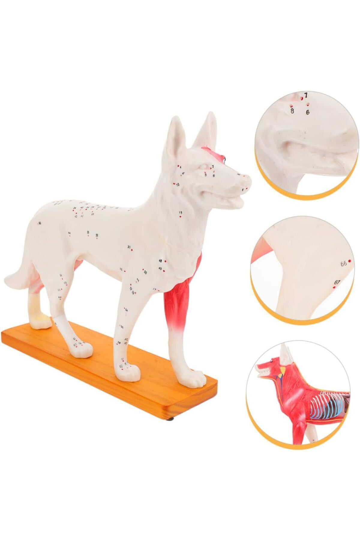Veteriner Eğitim Köpek Anatomik Model