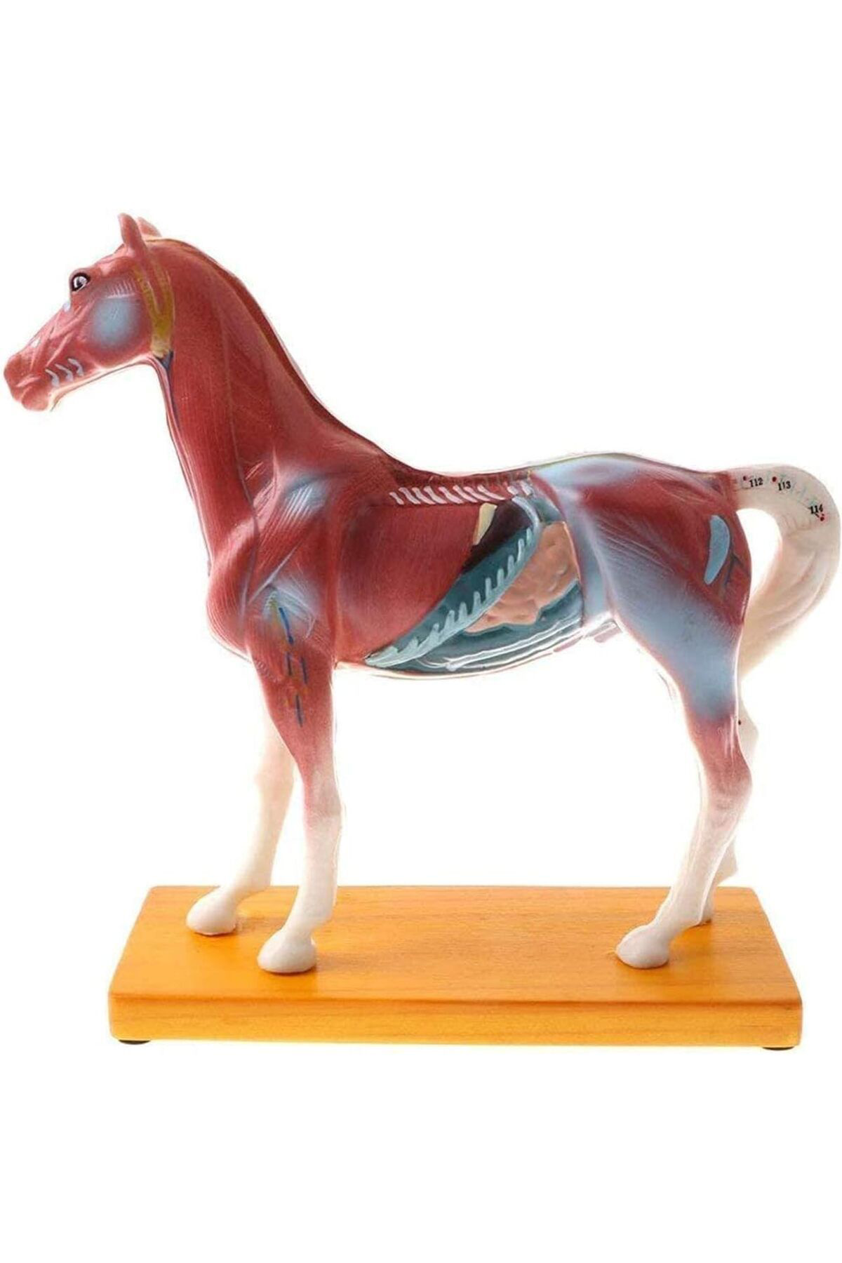 Veteriner Eğitim At Anatomik Model