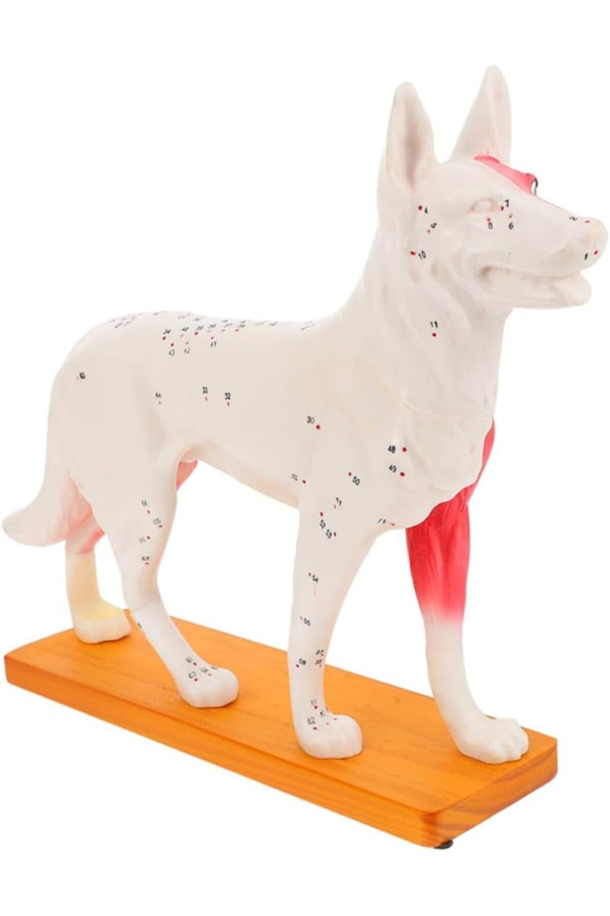 Veteriner Eğitim Köpek Anatomik Model
