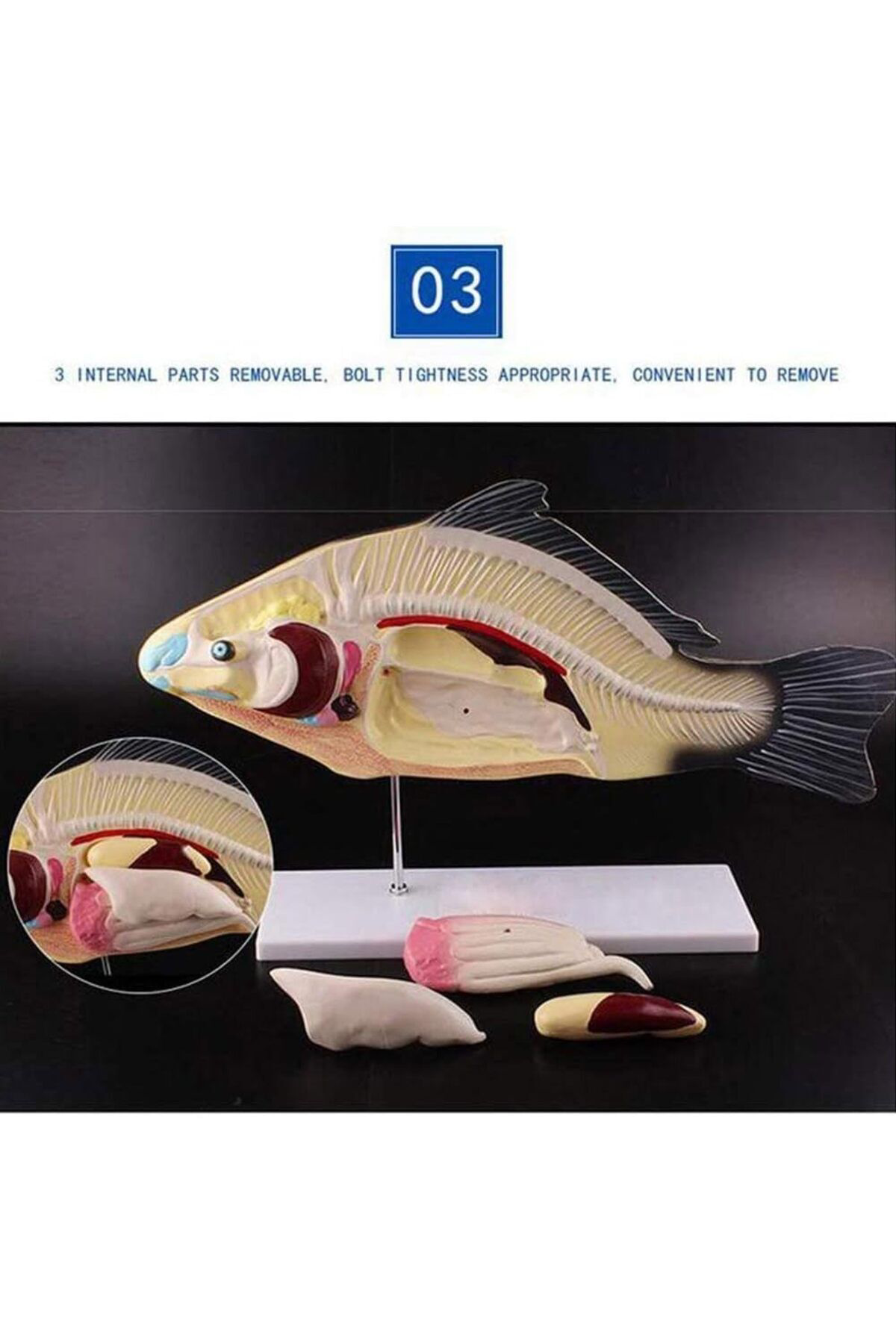 Veteriner Eğitim Balık Anatomik Model