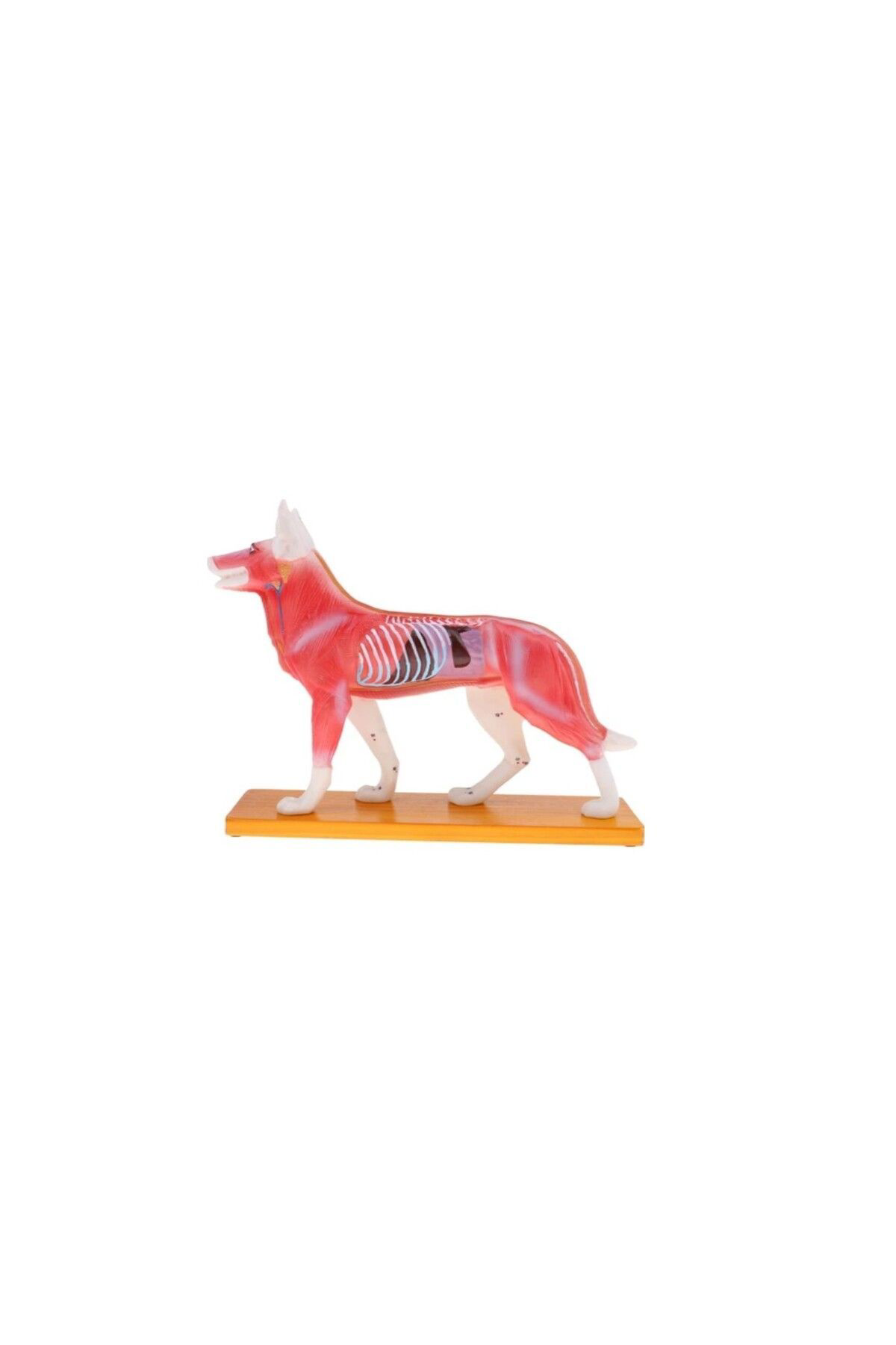 Veteriner Eğitim Köpek Anatomik Model