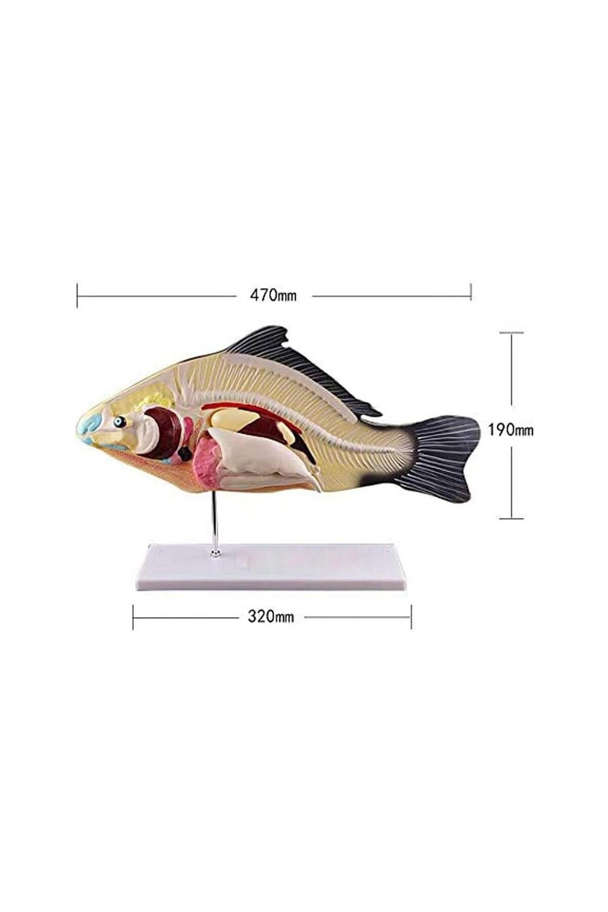 Veteriner Eğitim Balık Anatomik Model