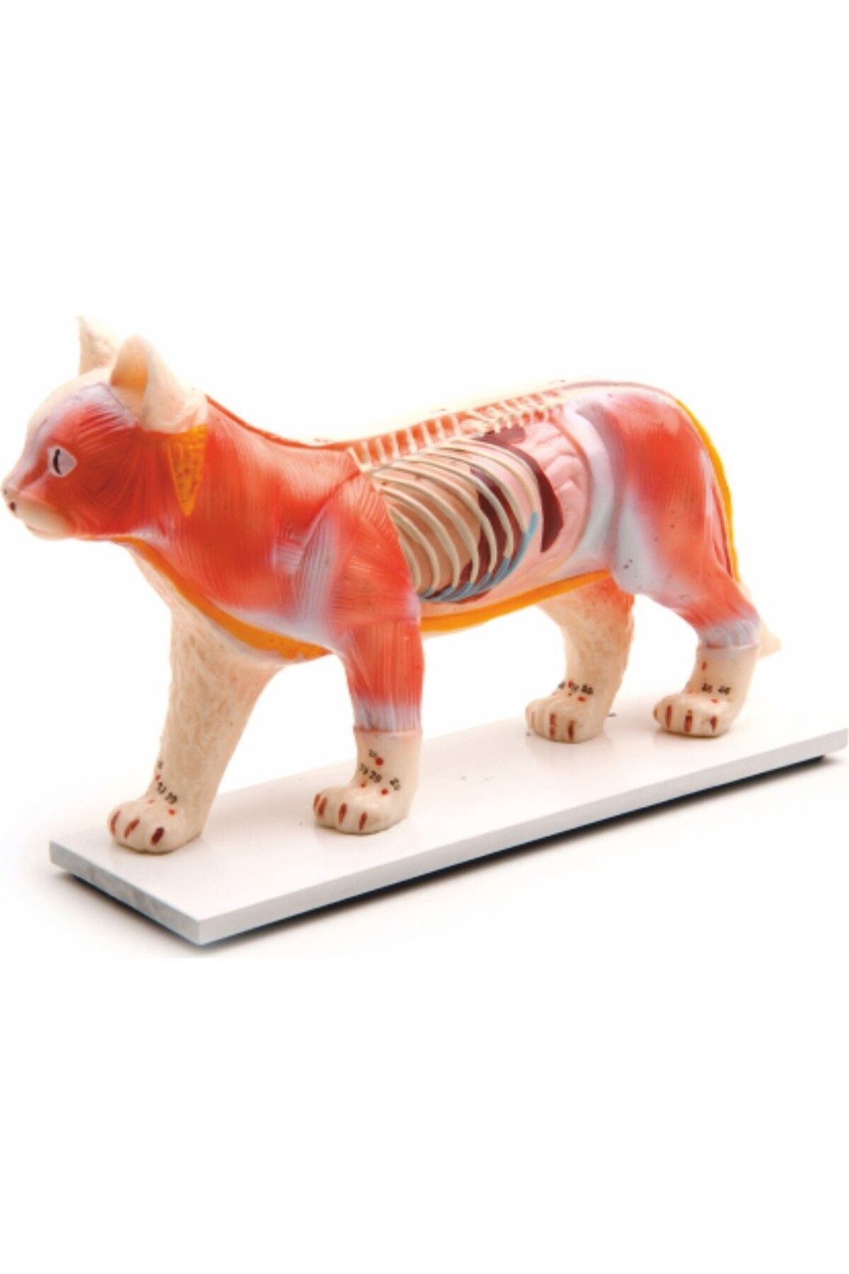 Veteriner Eğitim Kedi Anatomik Model