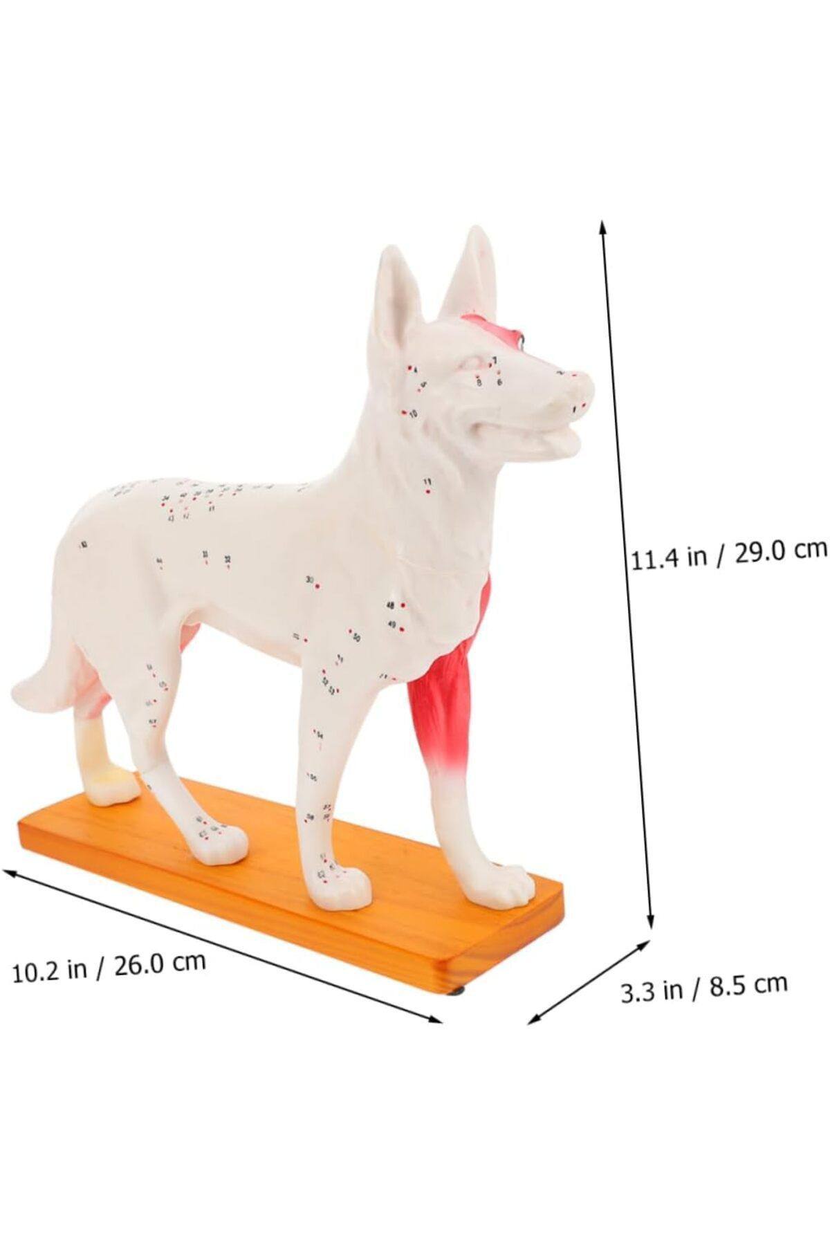 Veteriner Eğitim Köpek Anatomik Model