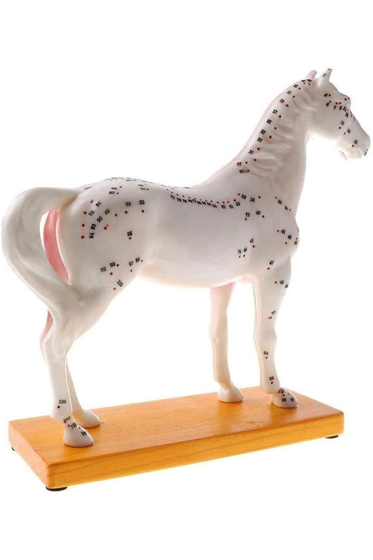 Veteriner Eğitim At Anatomik Model