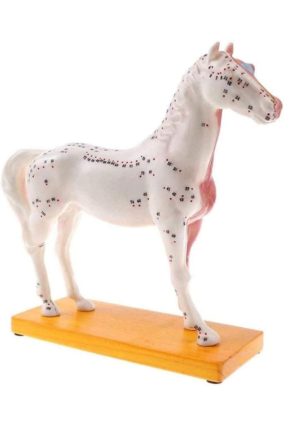 Veteriner Eğitim At Anatomik Model