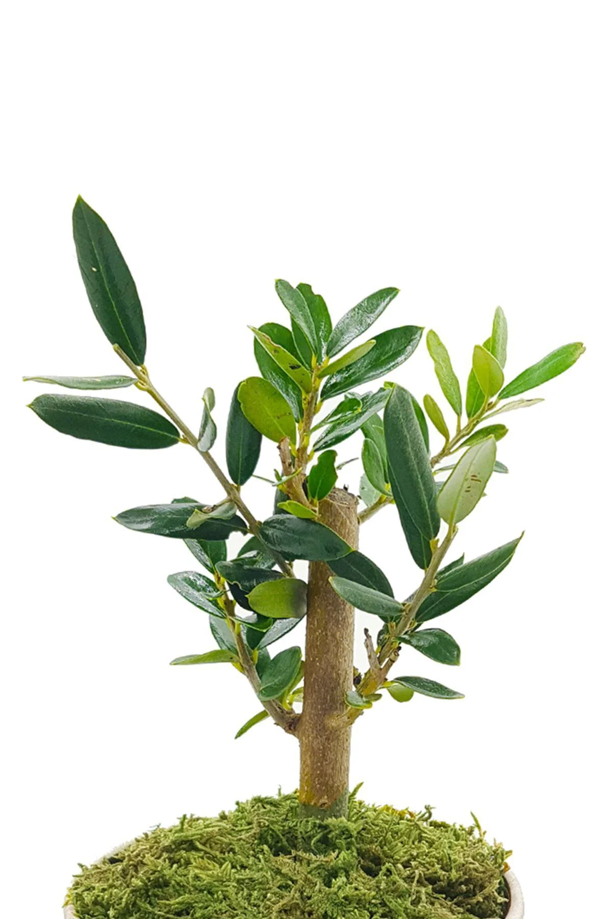Vintage Seramik Saksıda Zeytin Bonsai & Bonsai Ağacı & Hediyelik 