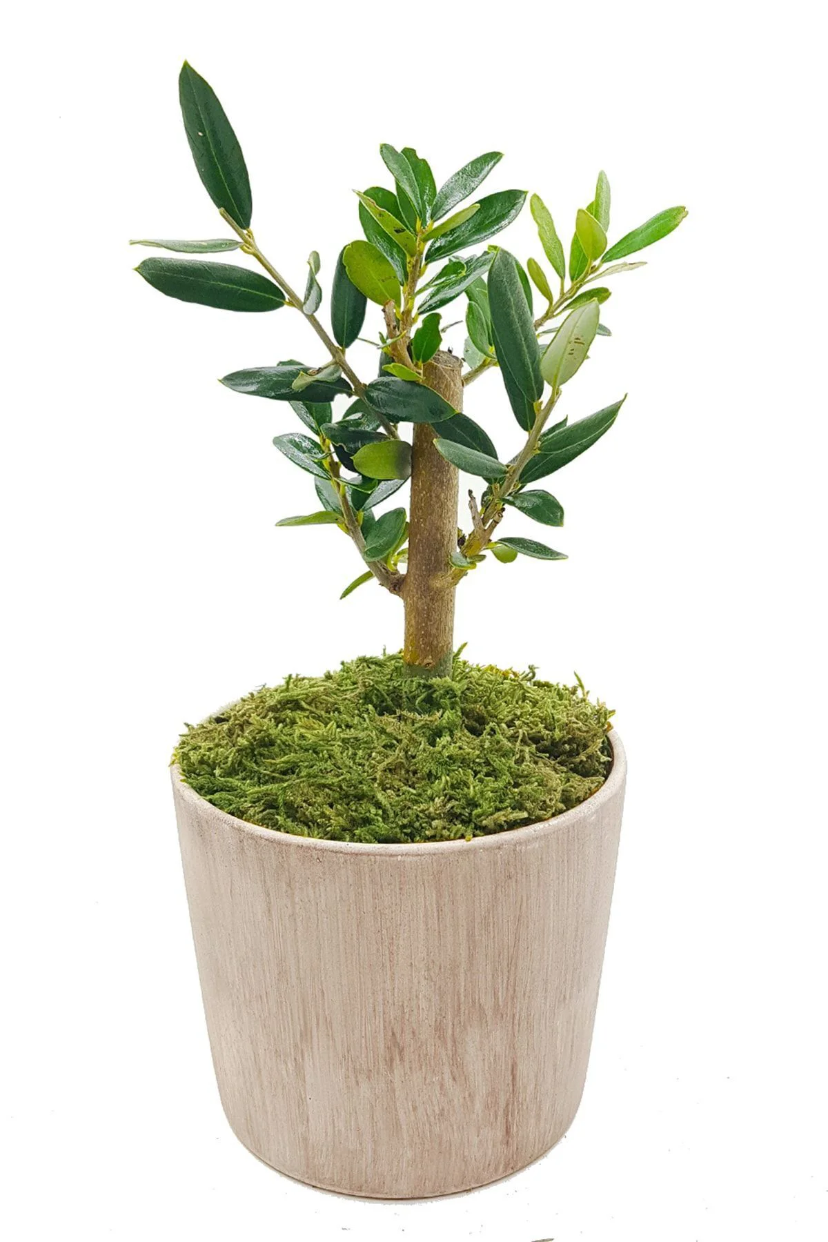 Vintage Seramik Saksıda Zeytin Bonsai & Bonsai Ağacı & Hediyelik 