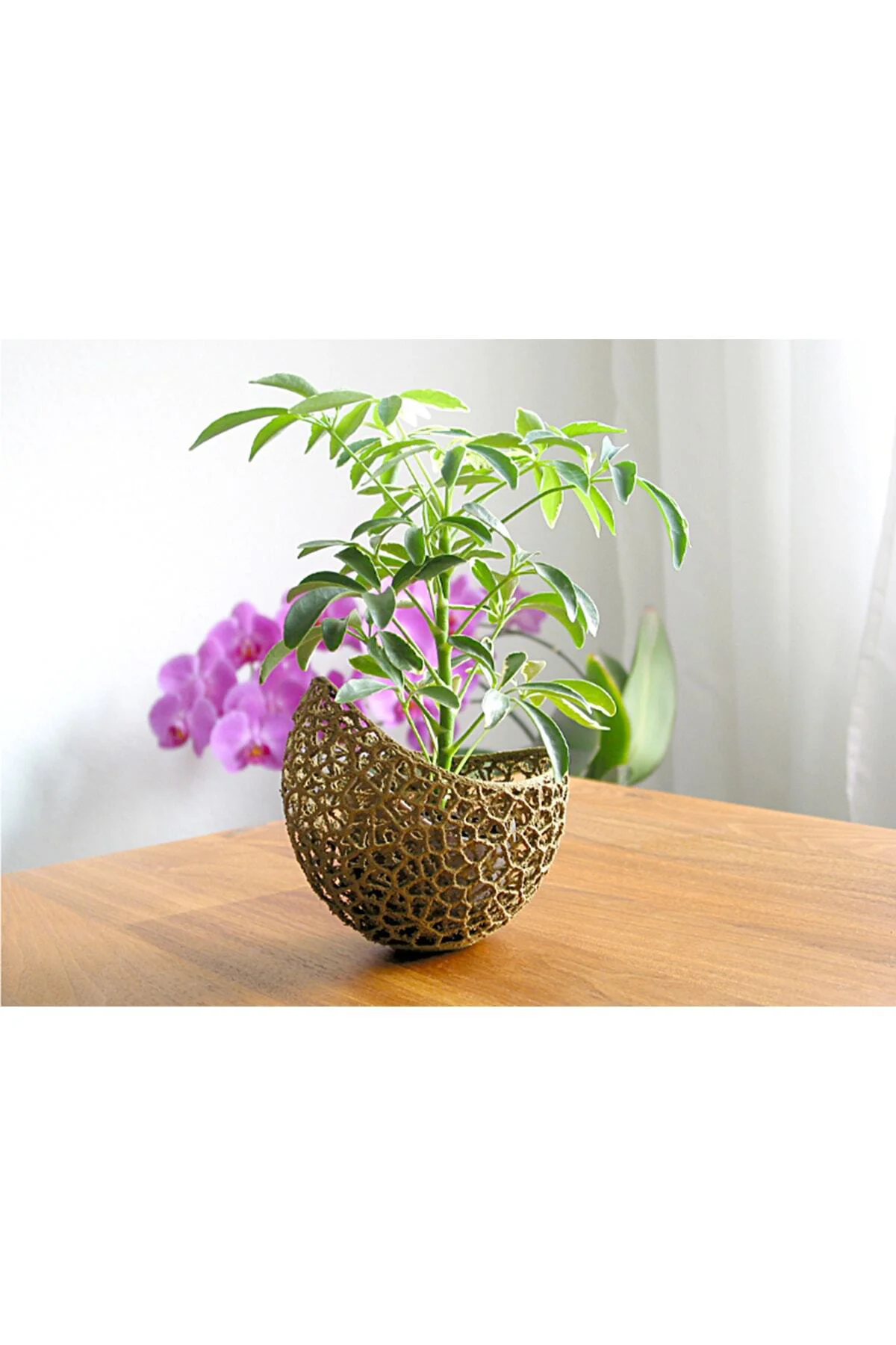 Voronoi Antik Gold Saksı 13 Cm Çap