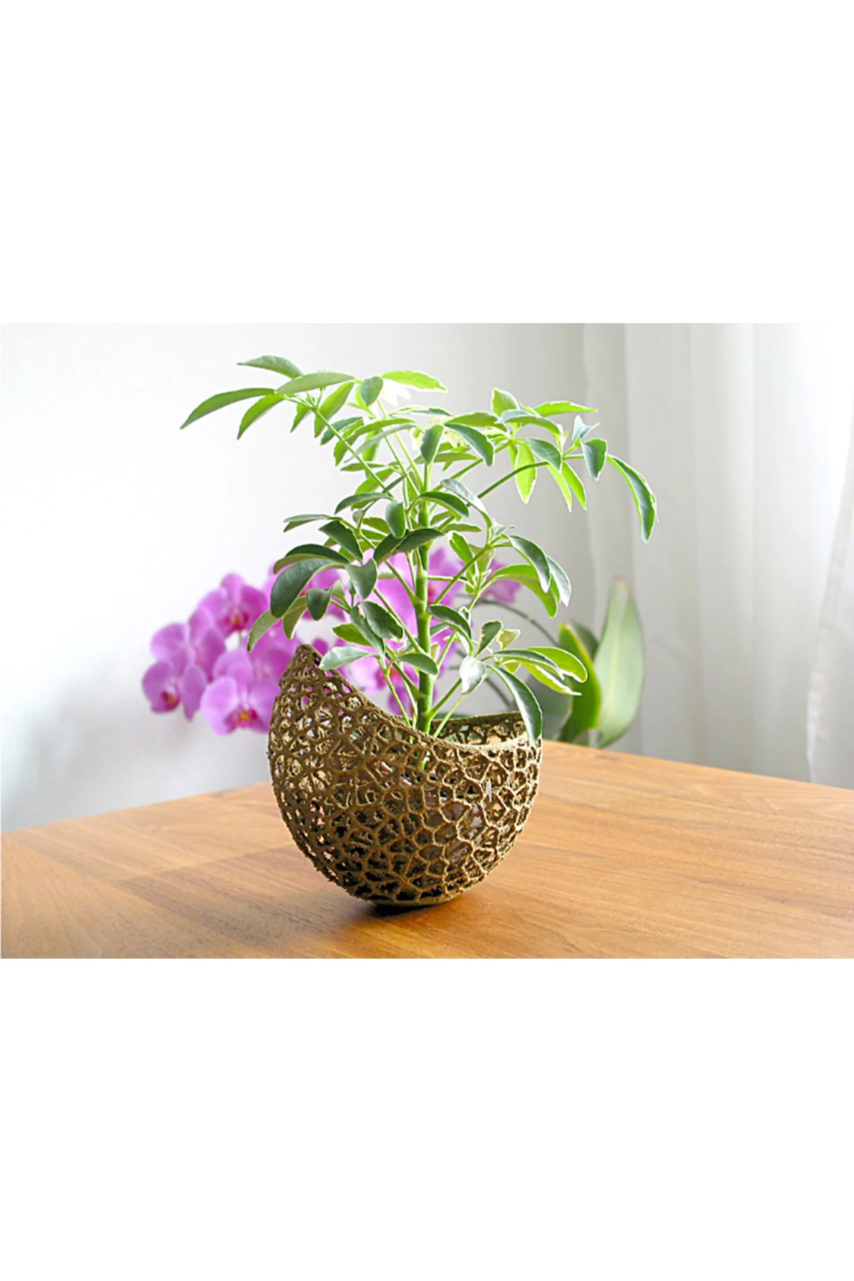 Voronoi Antik Gold Saksı 13 Cm Çap