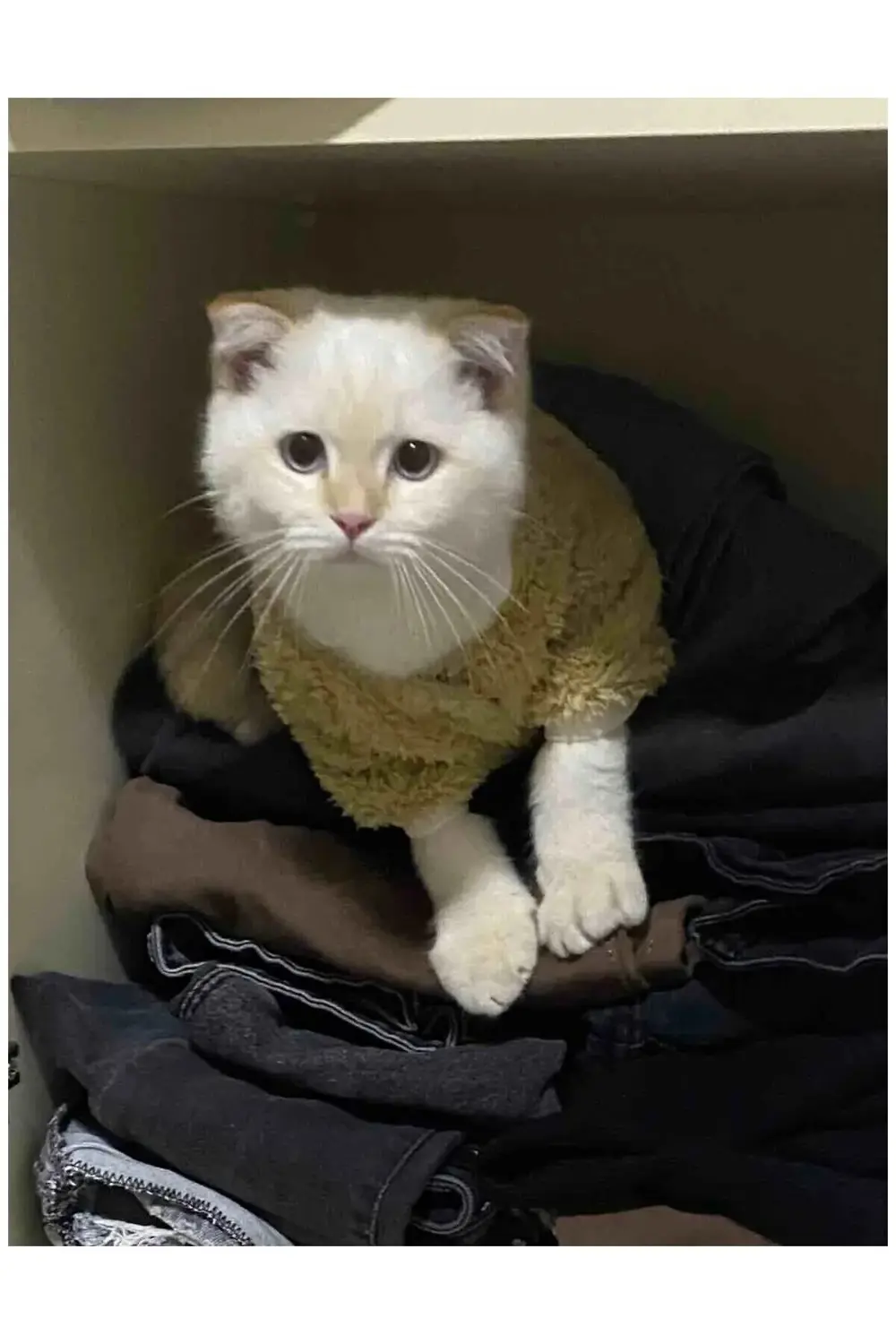 Welsoft Kışlık Çıtçıtlı Sütlü Kahve Kedi Köpek Kıyafeti Elbisesi