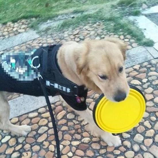 Woody Sofia Katlanabilir Kedi Köpek Mama ve Su Kabı Köpek Oyuncağ