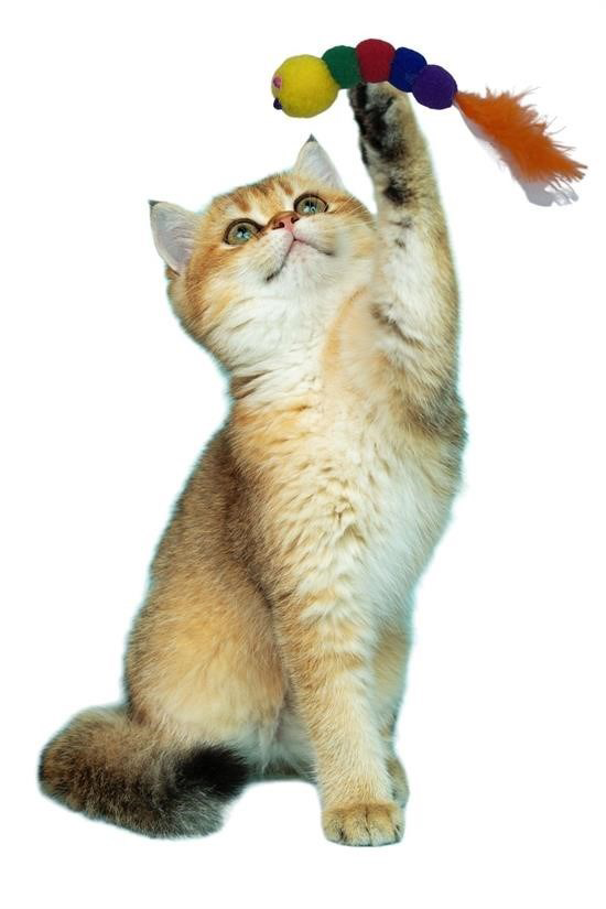 Woody Sofia Yumuşacık İpli Tırtıl Şeklinde Rengarenk Sevimli Evci Woody Sofia Yumuşacık İpli Tırtıl Şeklinde Rengarenk Sevimli Evci