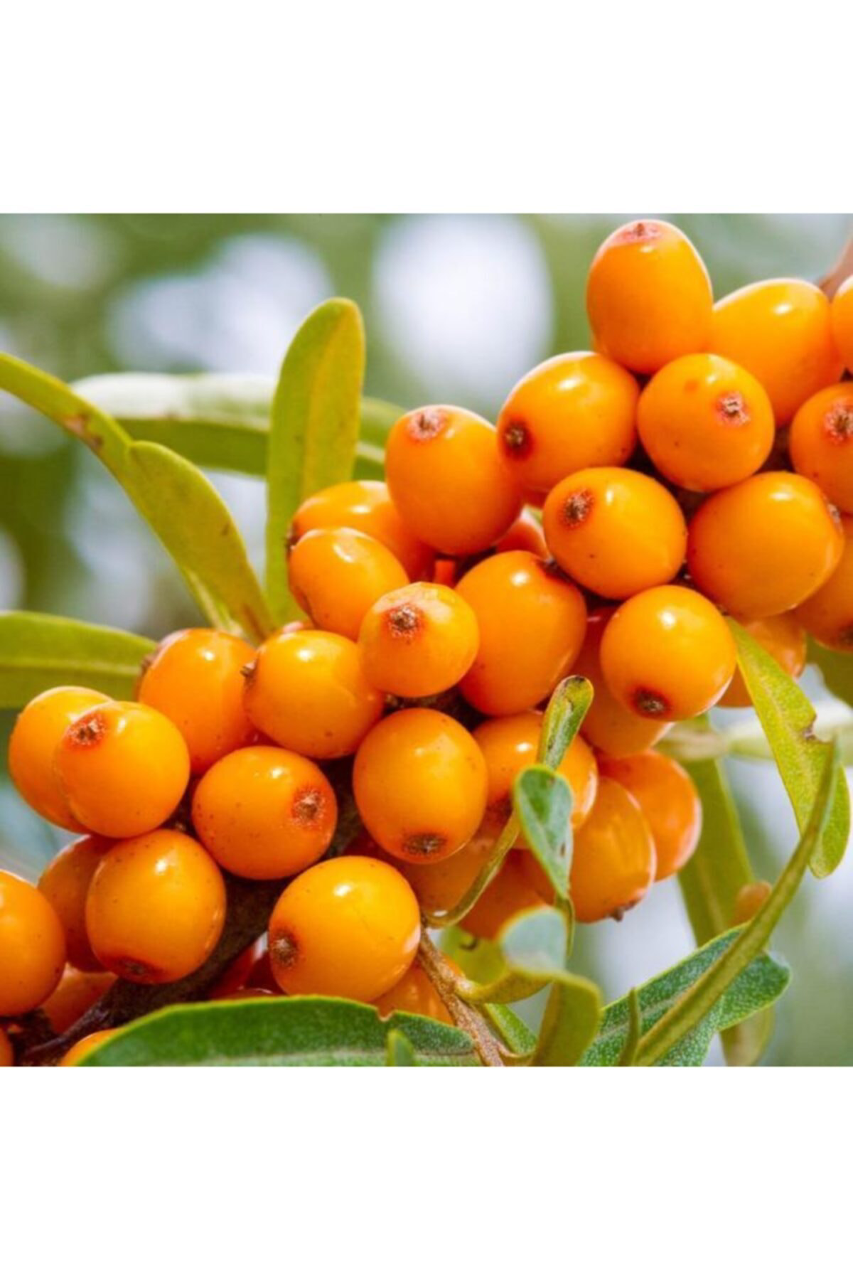 Ormandan Yabani İğde Fidanı