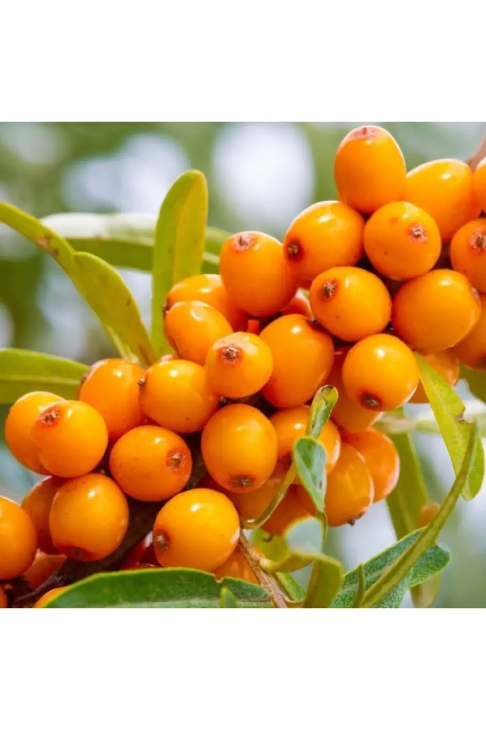 Yabani Iğde Fidanı