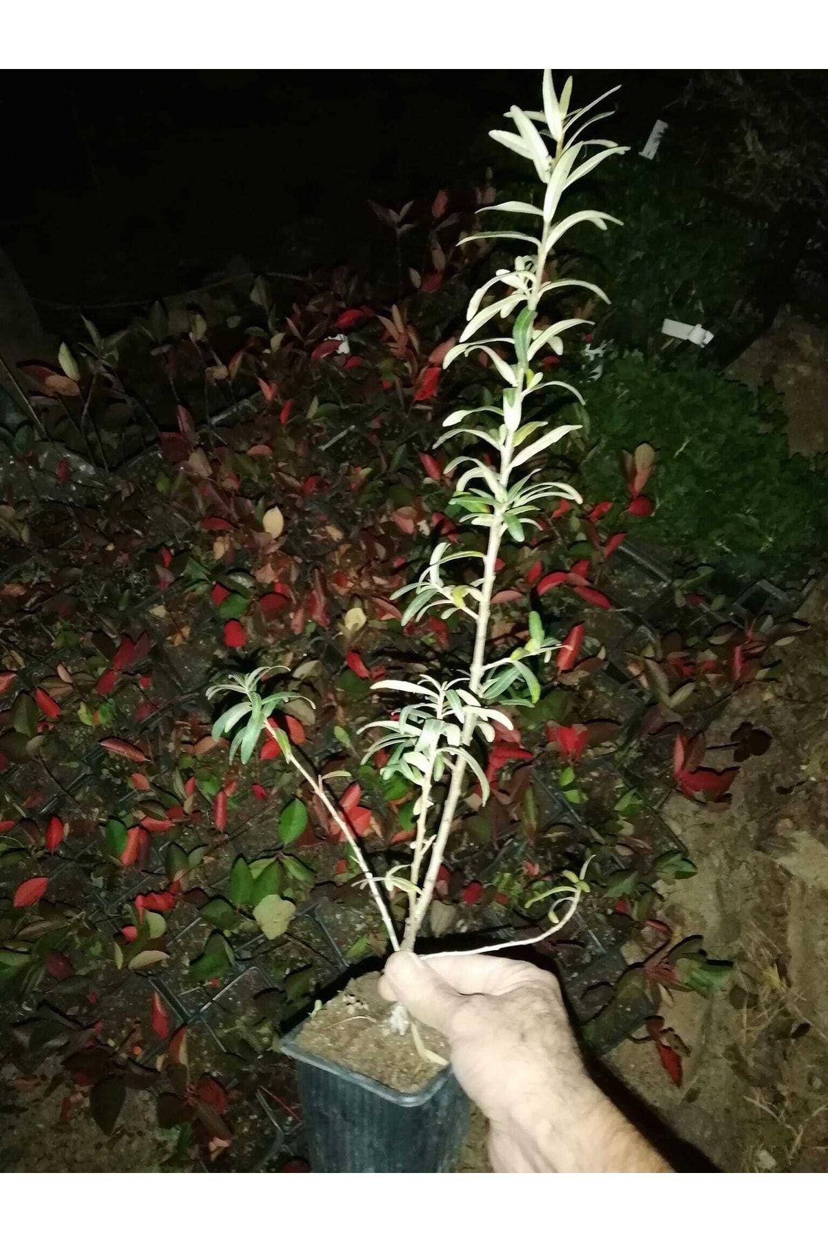 Yabani Iğde Yalanci Iğde Fidanı 2-3 Yaş Tüplü 2 Adet