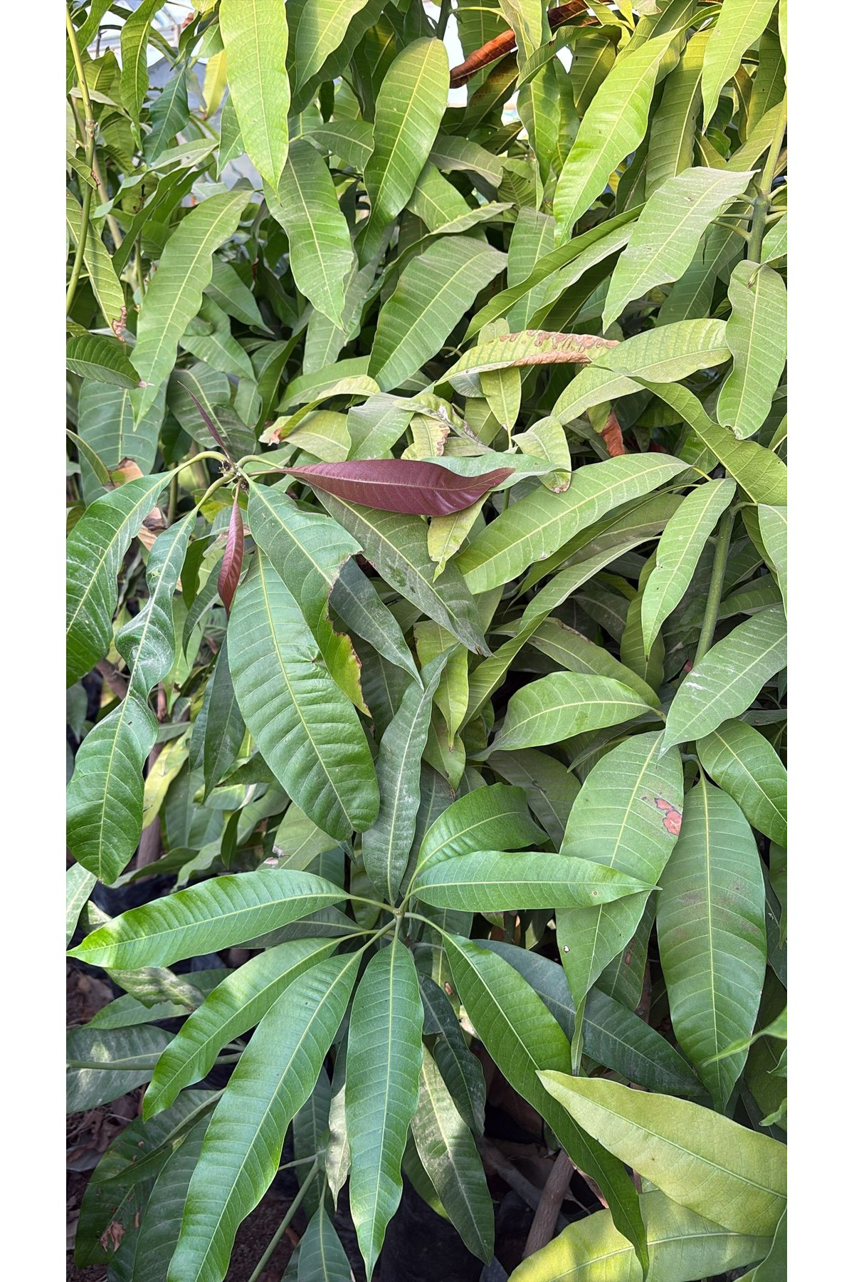 Yabani mango fidanı 3 yada 4. Yıl meyve verir