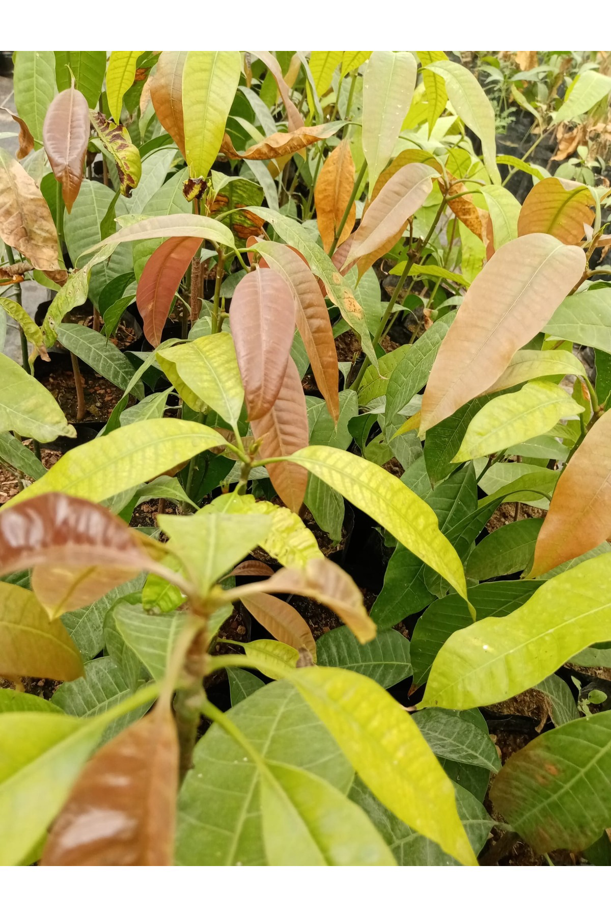 Yabani mango fidanı 3 yada 4. Yıl meyve verir