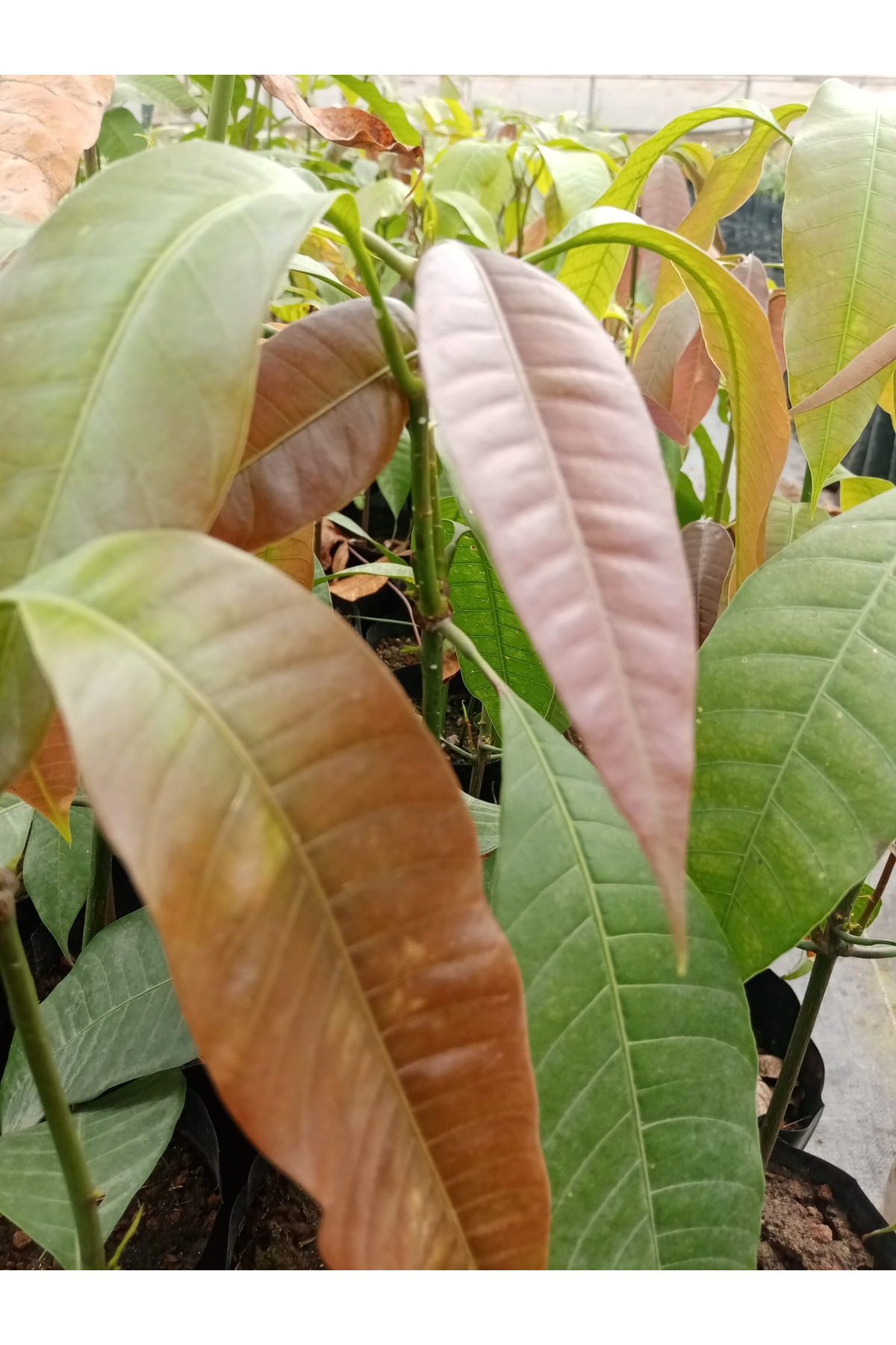 Yabani mango fidanı 3 yada 4. Yıl meyve verir